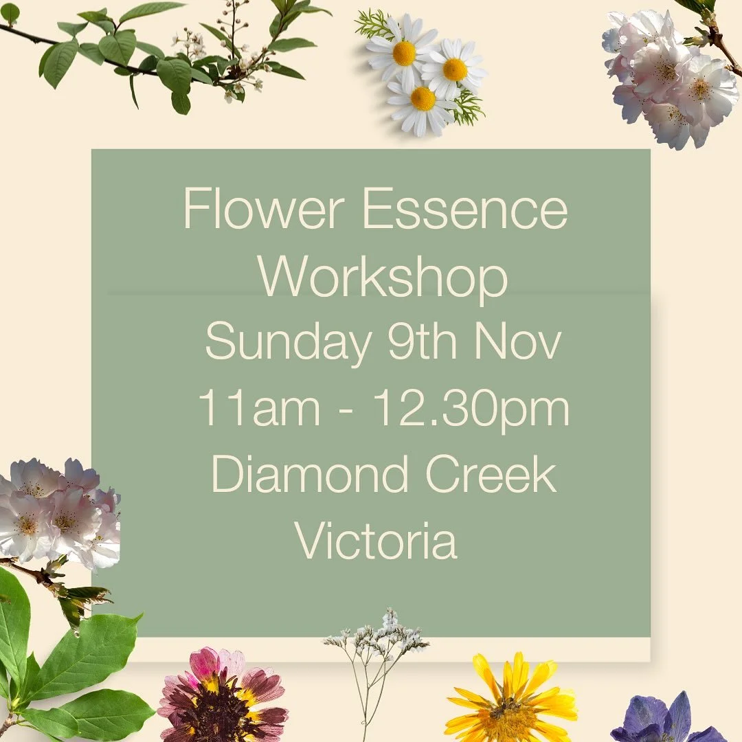 🌸 Flower Essences &amp; Heartfelt Chats: A Workshop Close to My Heart 
Flower essences have been one of my all-time favourite things to share, and over the last 20 years, they&rsquo;ve transformed and supported mine and my family&rsquo;s emotional w