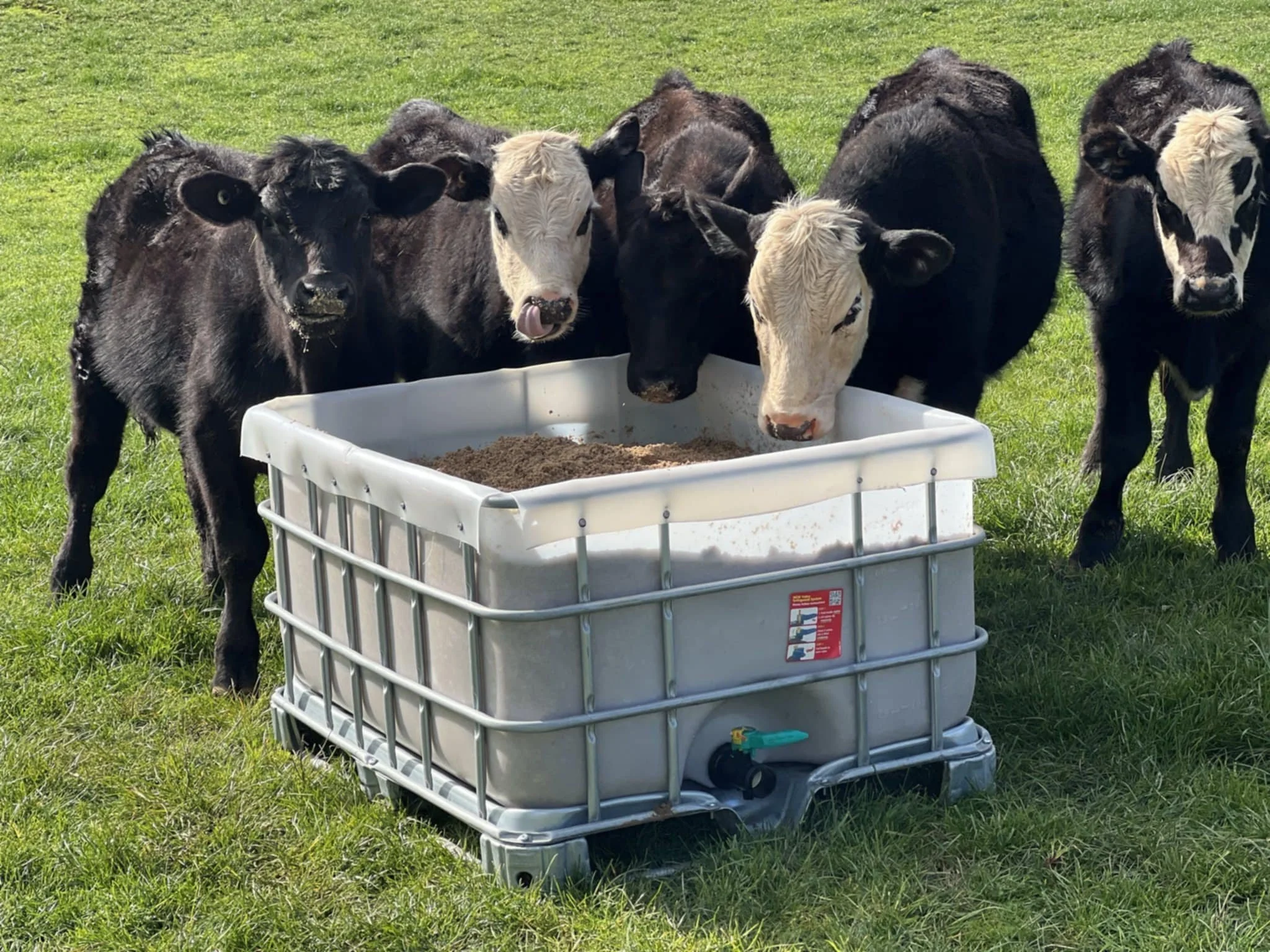 Six calves gathered around a white livestock water tank in a grassy field, some drinking water.