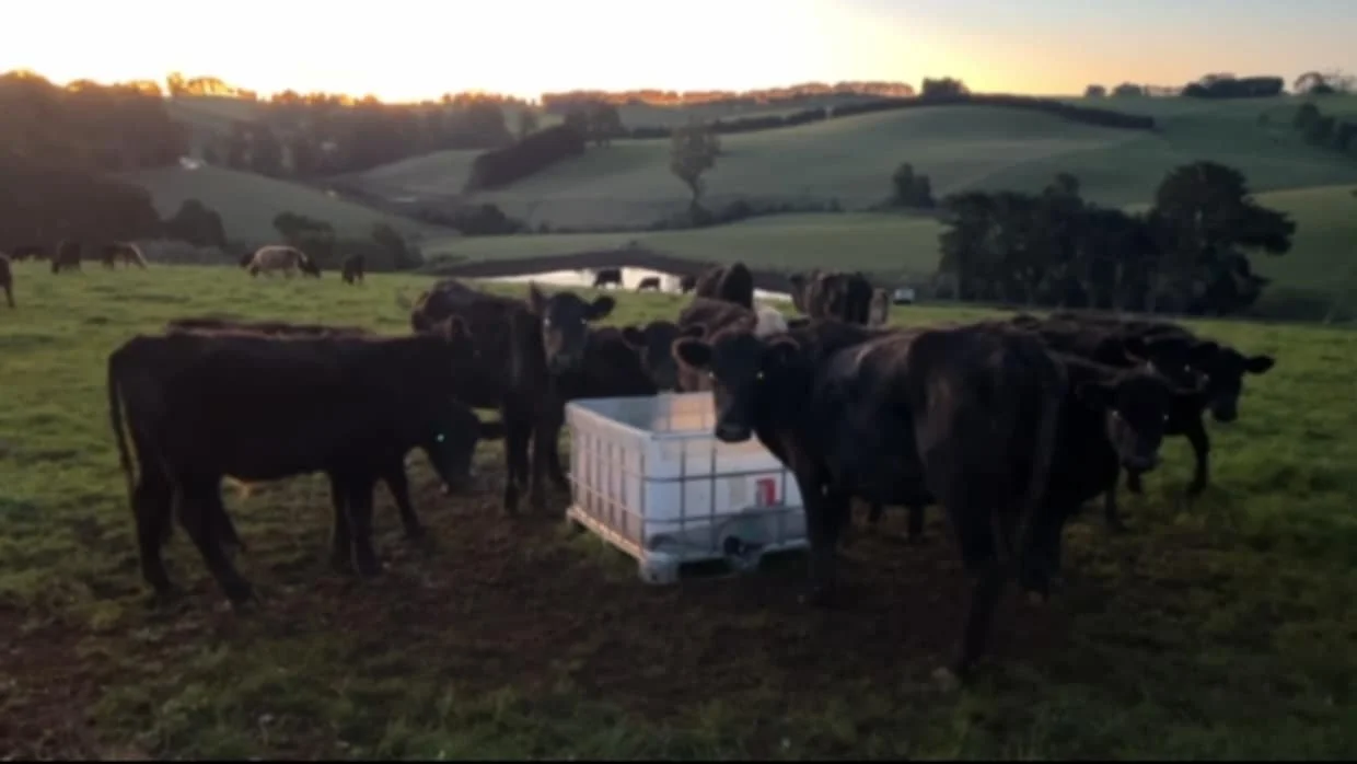 Group of black cows gathered around a water tank in a green pasture at sunset, with rolling hills in the background and other cows grazing in the distance.