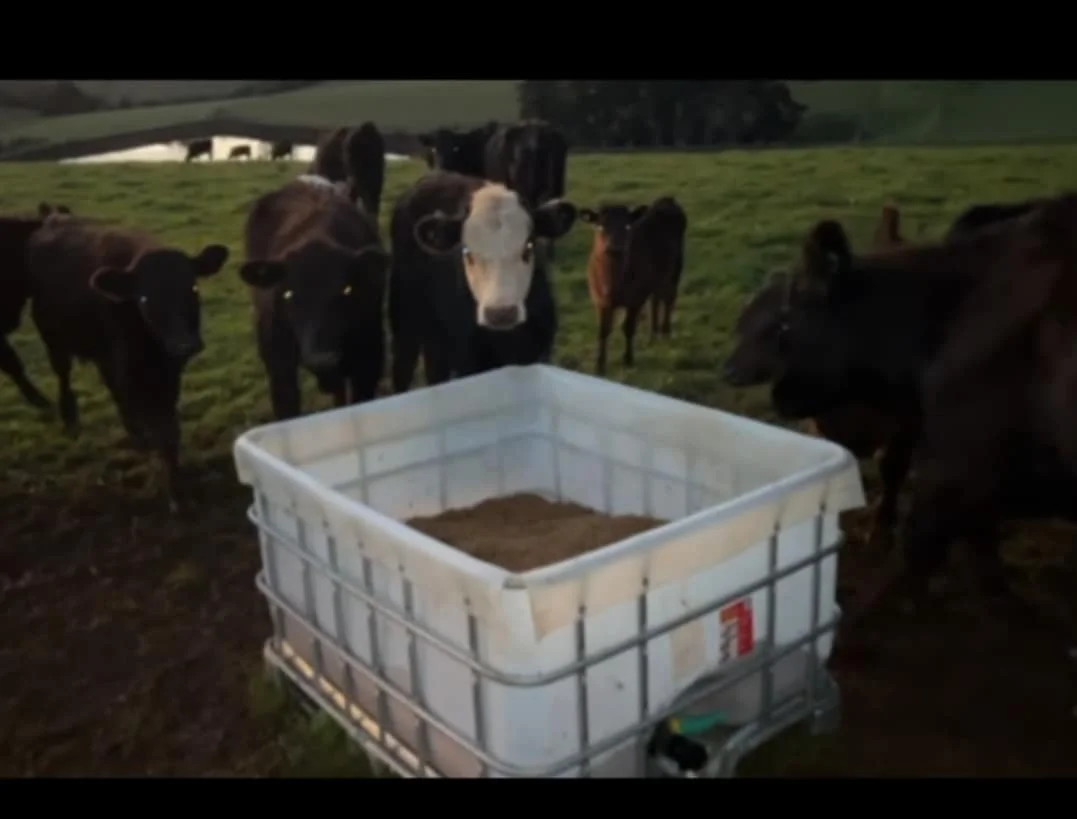 Cows gathered around a feeding or watering station in a green pasture.