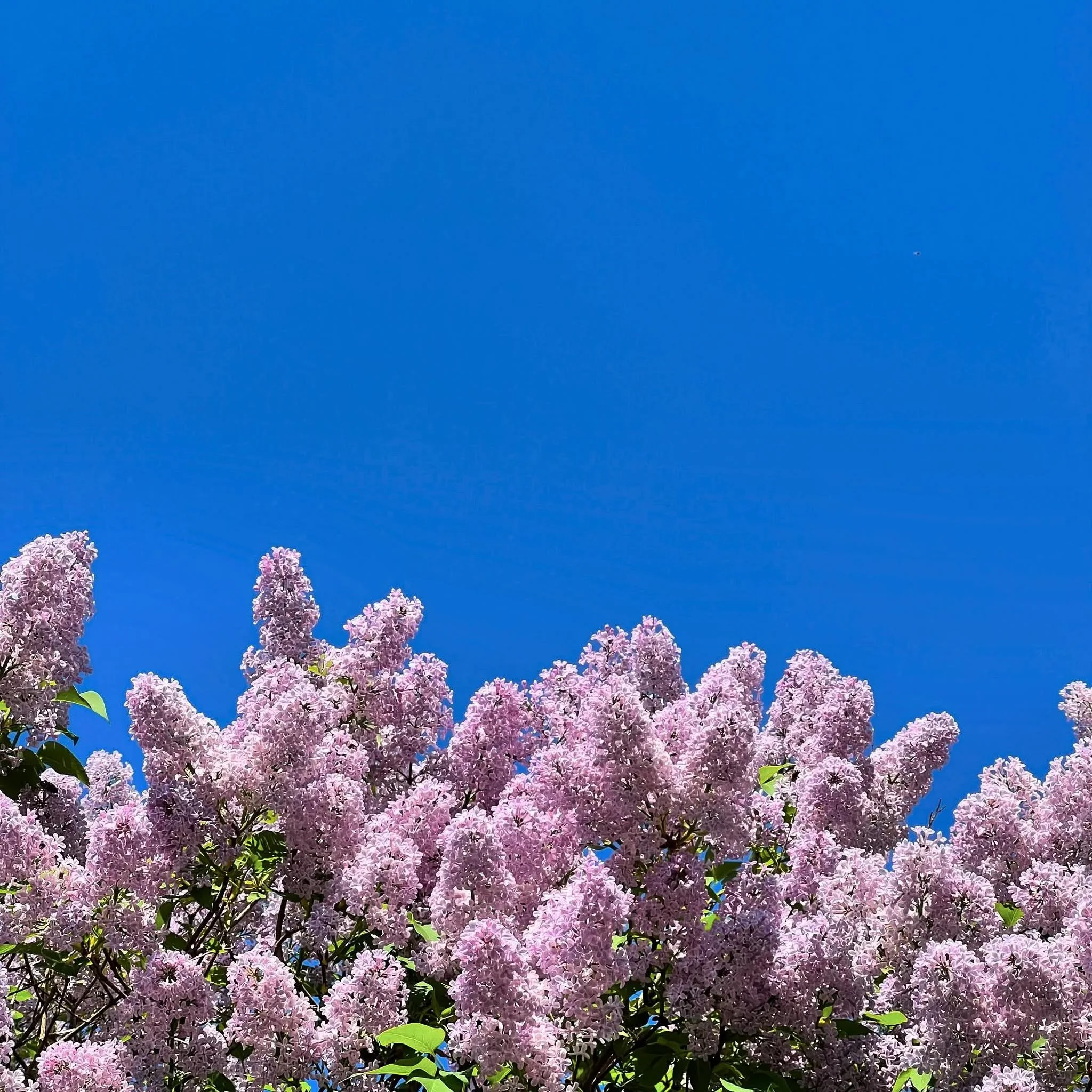 Syren og sommer 💙💜