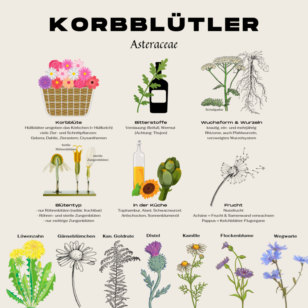 Korbblütler (Asteraceae) Eigenschaften & Merkmale der Pflanzenfamilie