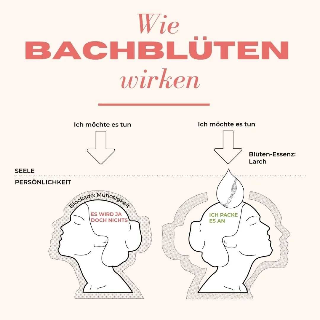 Bachblüten Wirkung: Liste & Test – Welche Tropfen sind die richtigen