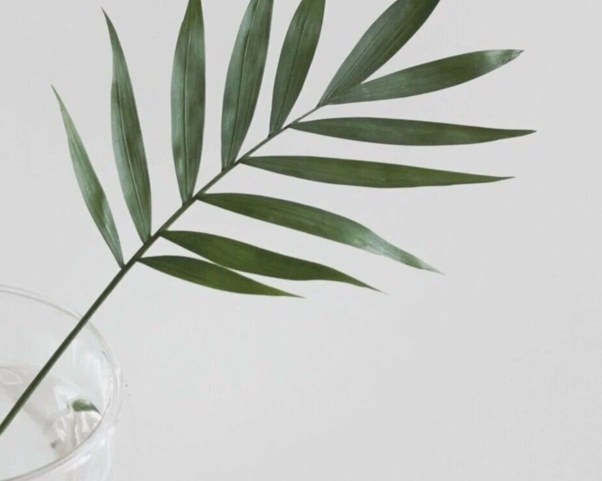 Blad i en vas med vatten. Hur går röstcoaching till? Yvonne Lebenberg.