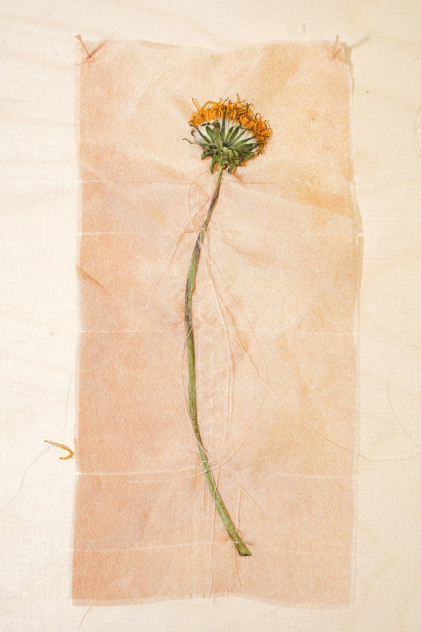'Embrace', 2021. Silk, dandelion, silver. 17 x 8 cm. Supported by Statens Kunstfond for 'Maneuvering Fibres', Bladr, Copenhagen.
Photography: Gianmarco Pedrini. 
