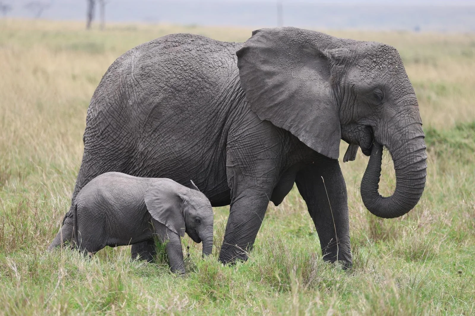 How to avoid the crowds in the Masai Mara?