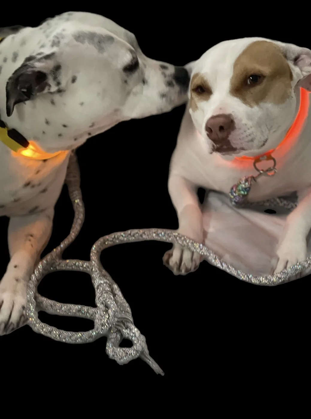 Blazin LED Light Up Dog Collar