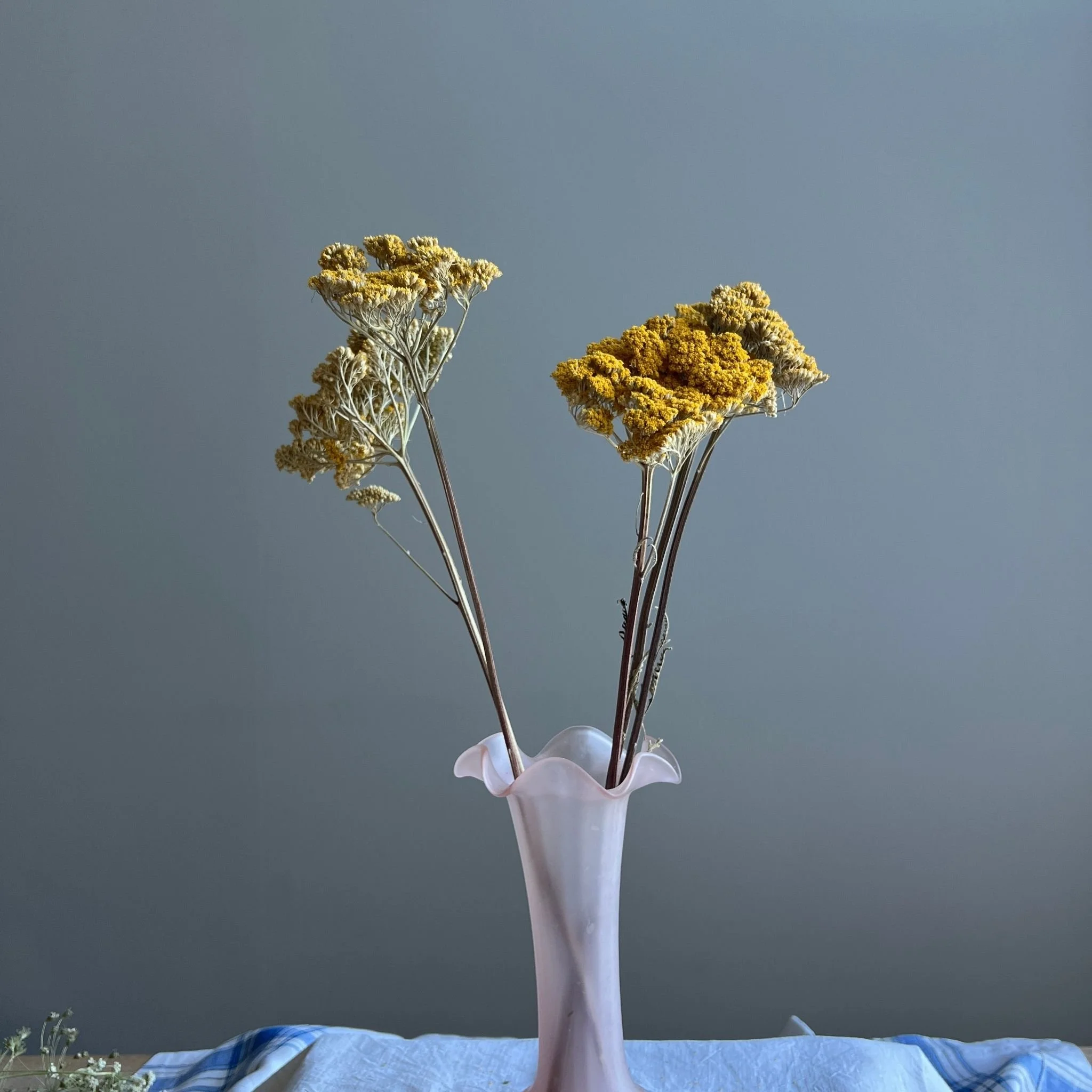 dried-yellow-achillea-in-vase.jpg