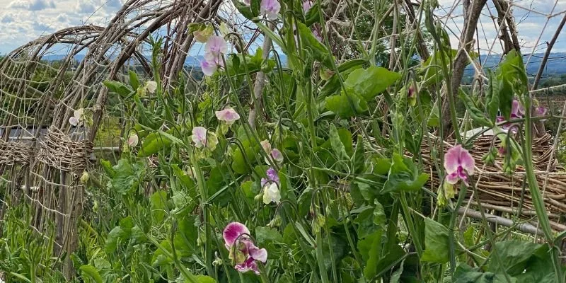 Garden Tours and Pick Your Own