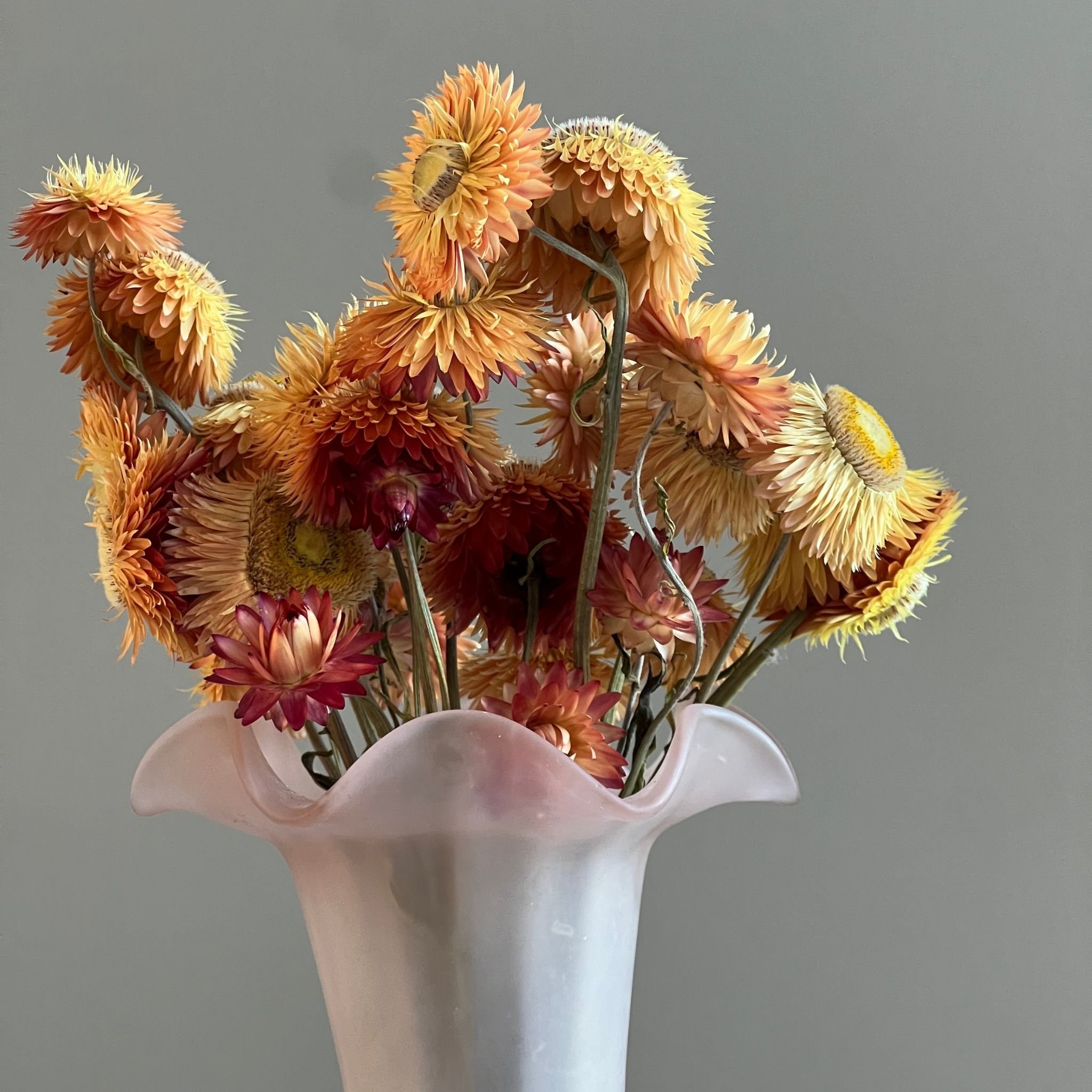 dried-helichrysum-apricot-in-vase.jpg
