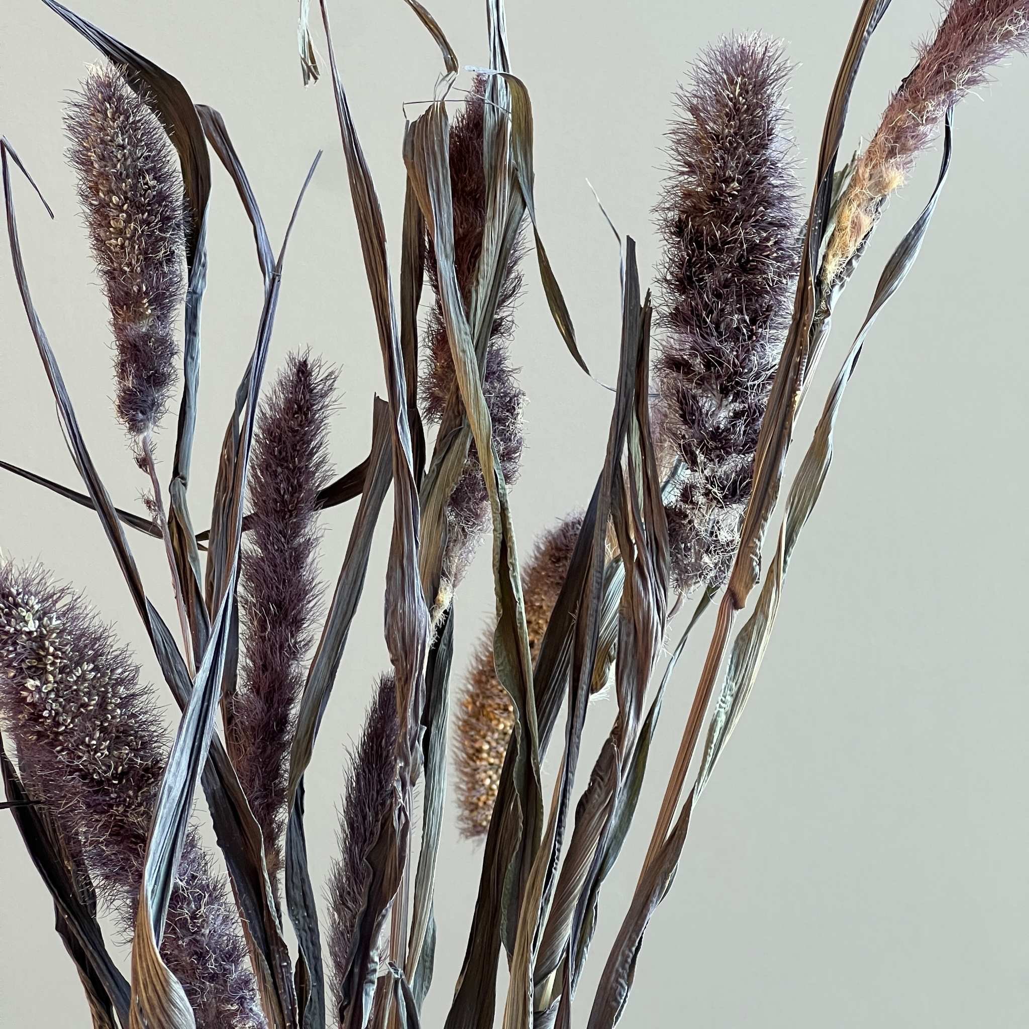 dried-foxtail-millet.jpg