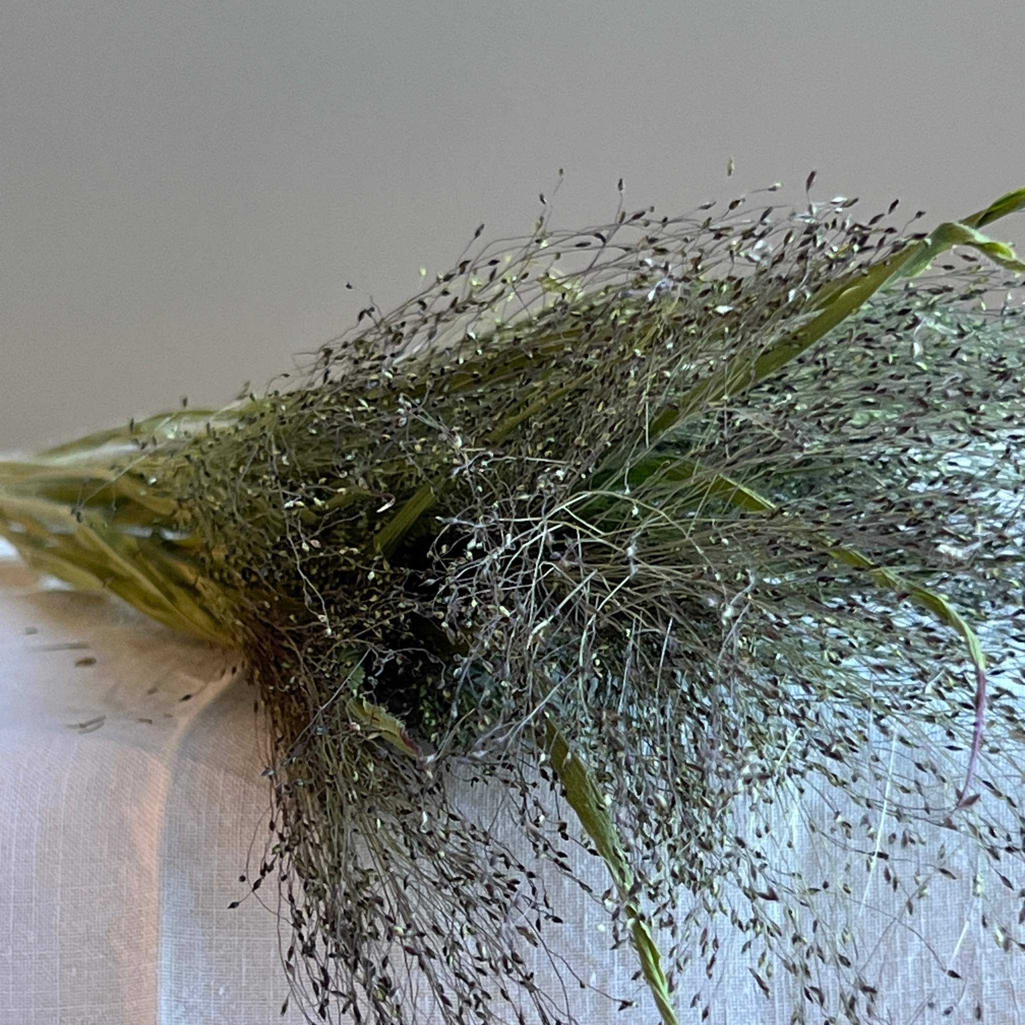 bunch-dried-panicum-explosion-grass.jpg