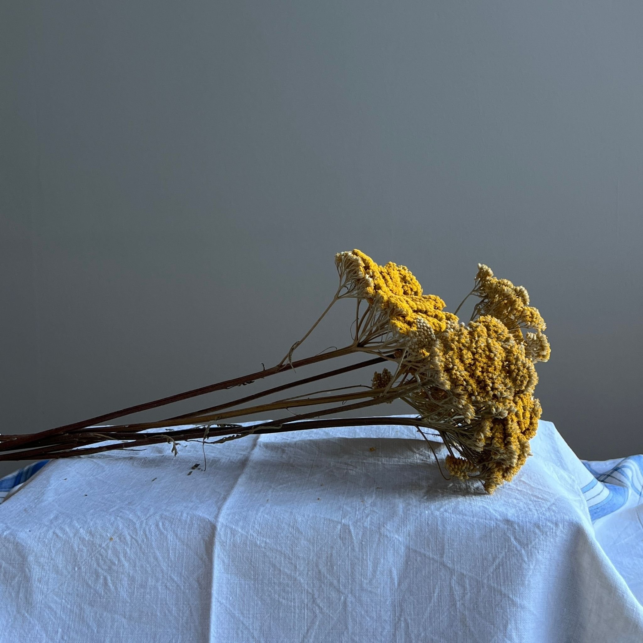 bunch-dried-yellow-achillea.jpg