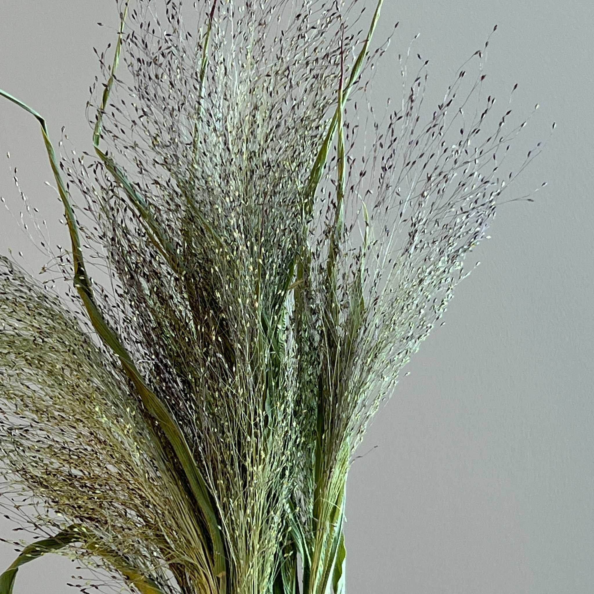 dried-panicum-explosion-grass.jpg