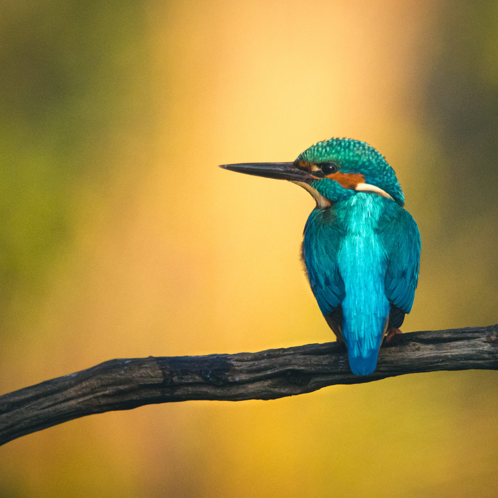 Kingfisher on a branch