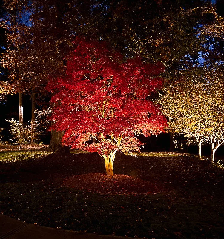 Southern Lights of Raleigh