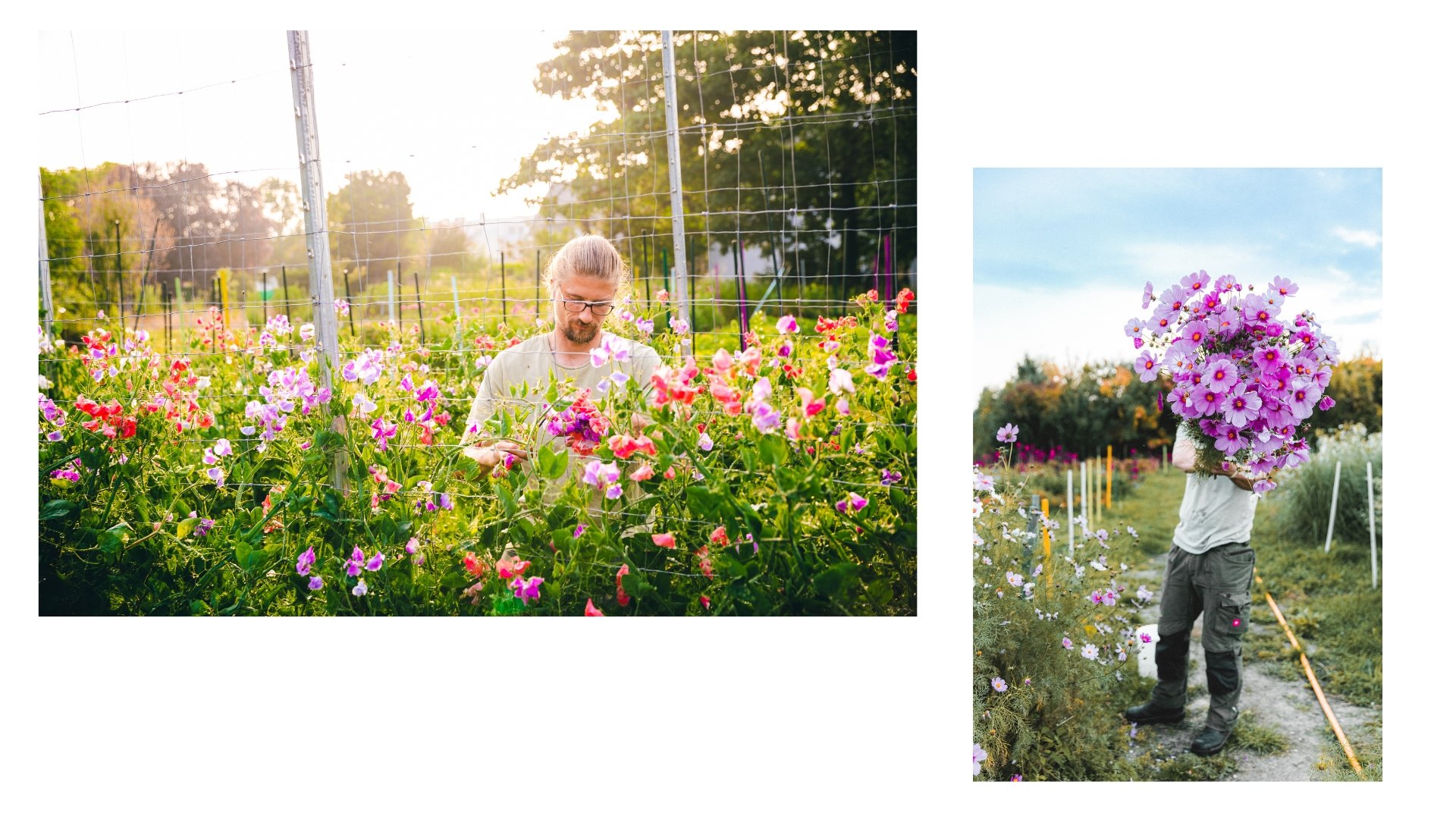 Zwei Fotos von Menschen, die in einem Blumenfeld mit verschieden bunten Blumen arbeiten, bei Sonnenuntergang an einem sonnigen Tag.