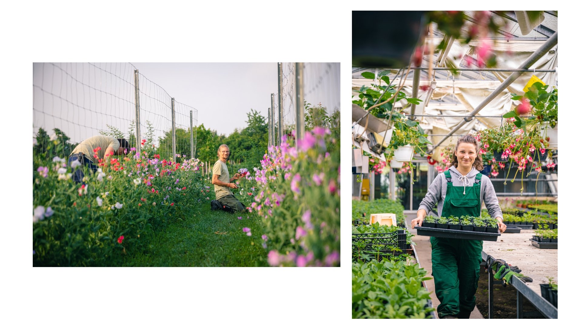 Zwei Fotos, links: Männer in einem Garten beim Blumenpflegen, rechts: junge Frau in einem Gewächshaus mit Gemüse und Blumen, beide lachen und arbeiten in der Landwirtschaft.