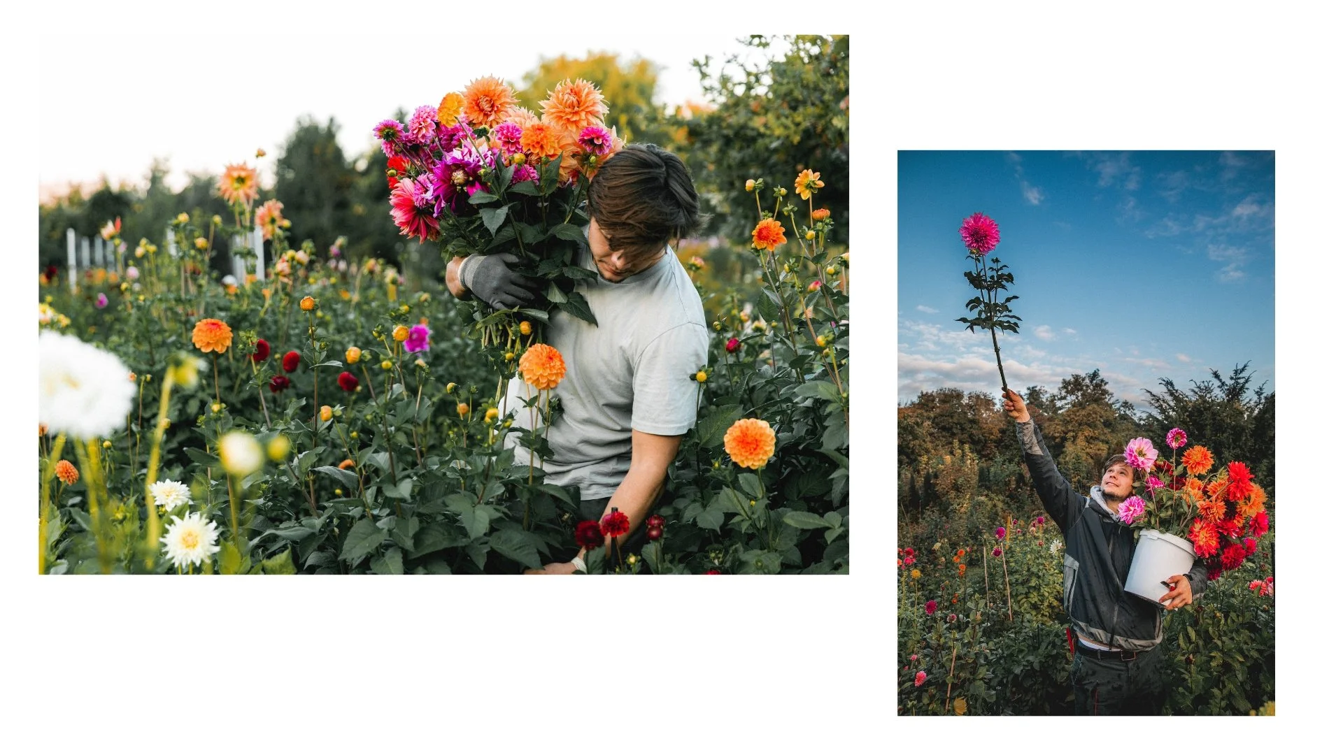 Ein junger Mann ist in einem Blumenfeld und trägt einen großen Blumenstrauß, während er an die Blüten greift. Im zweiten Bild hält ein junger Mann einen weißen Eimer voller bunter Dahlien hoch gegen den Himmel, lächelnd, umgeben von blühenden Blumen 