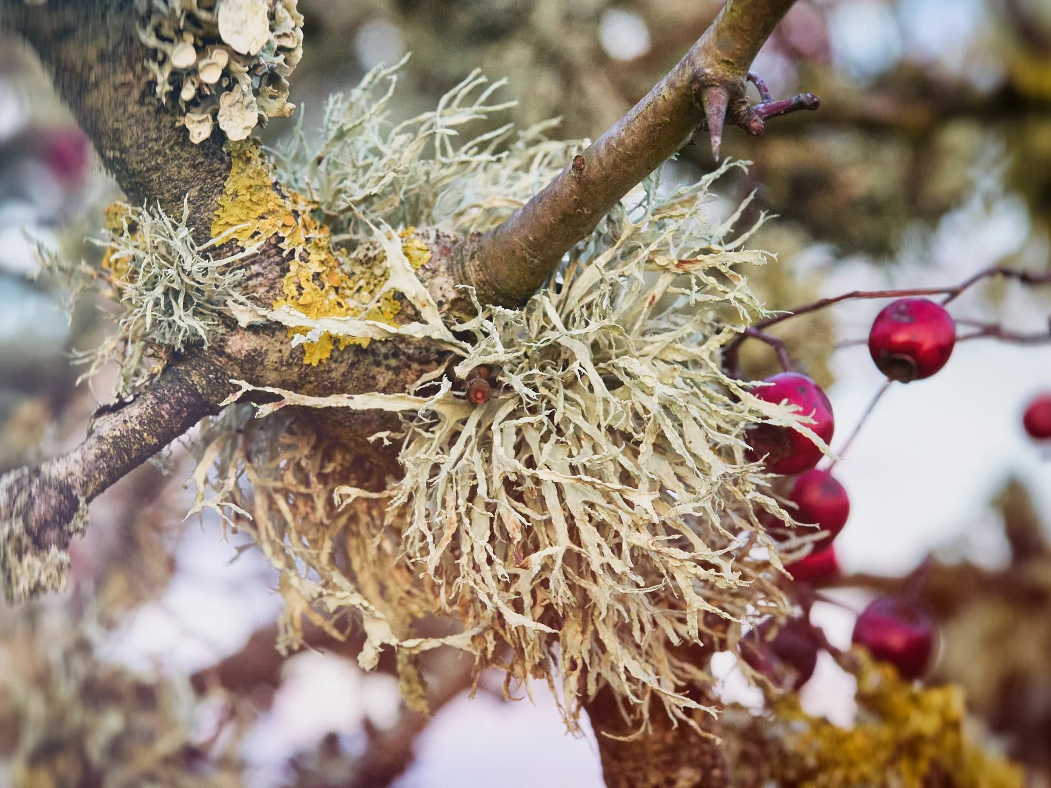 Photo, foliose lichen on winter tree
