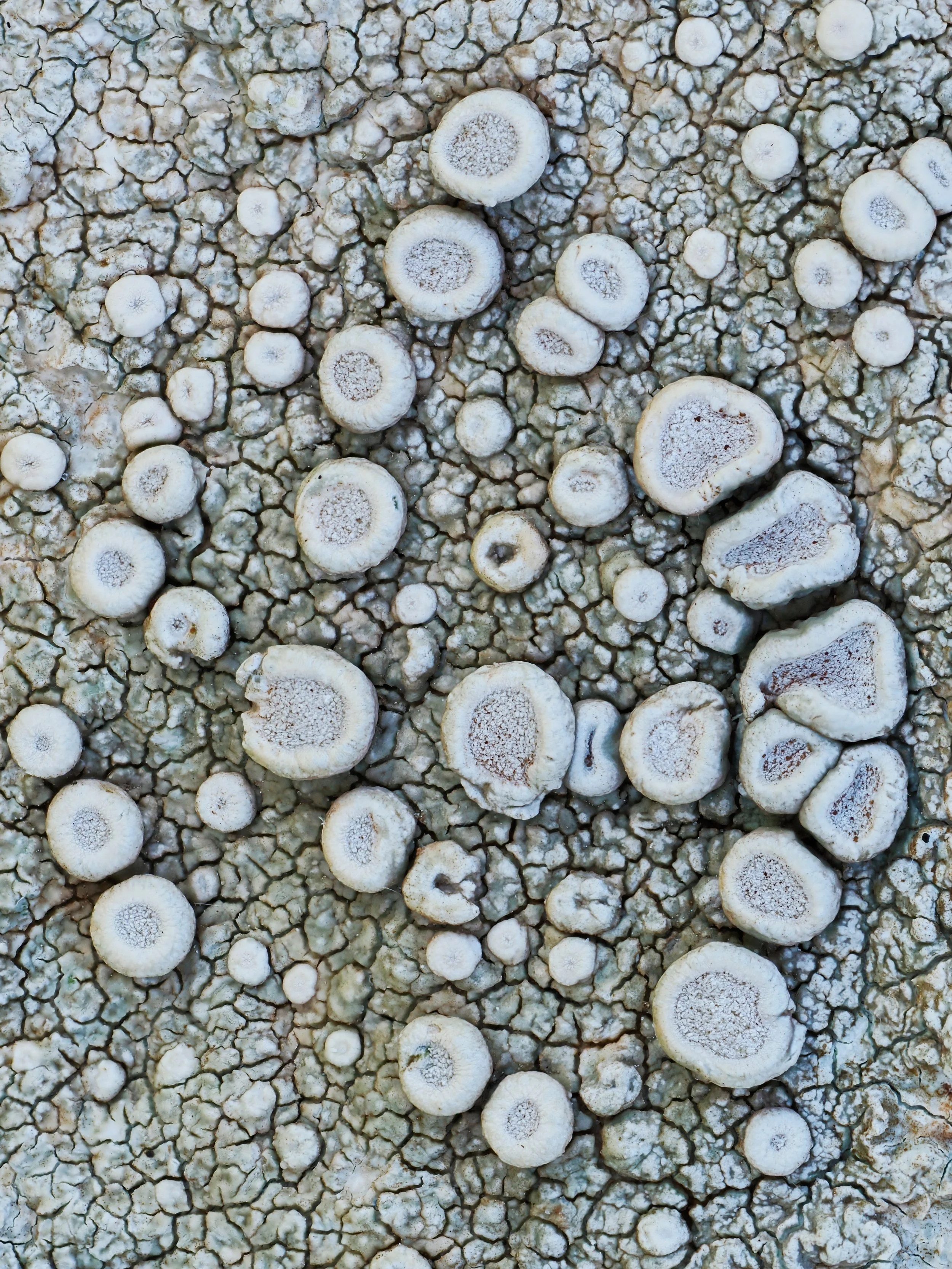 Close-up Photo, Fruticose Lichen on Rock