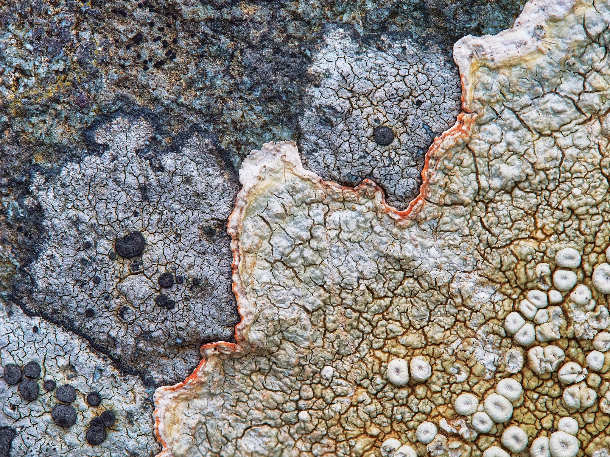 Close-up, Lichens on Rock
