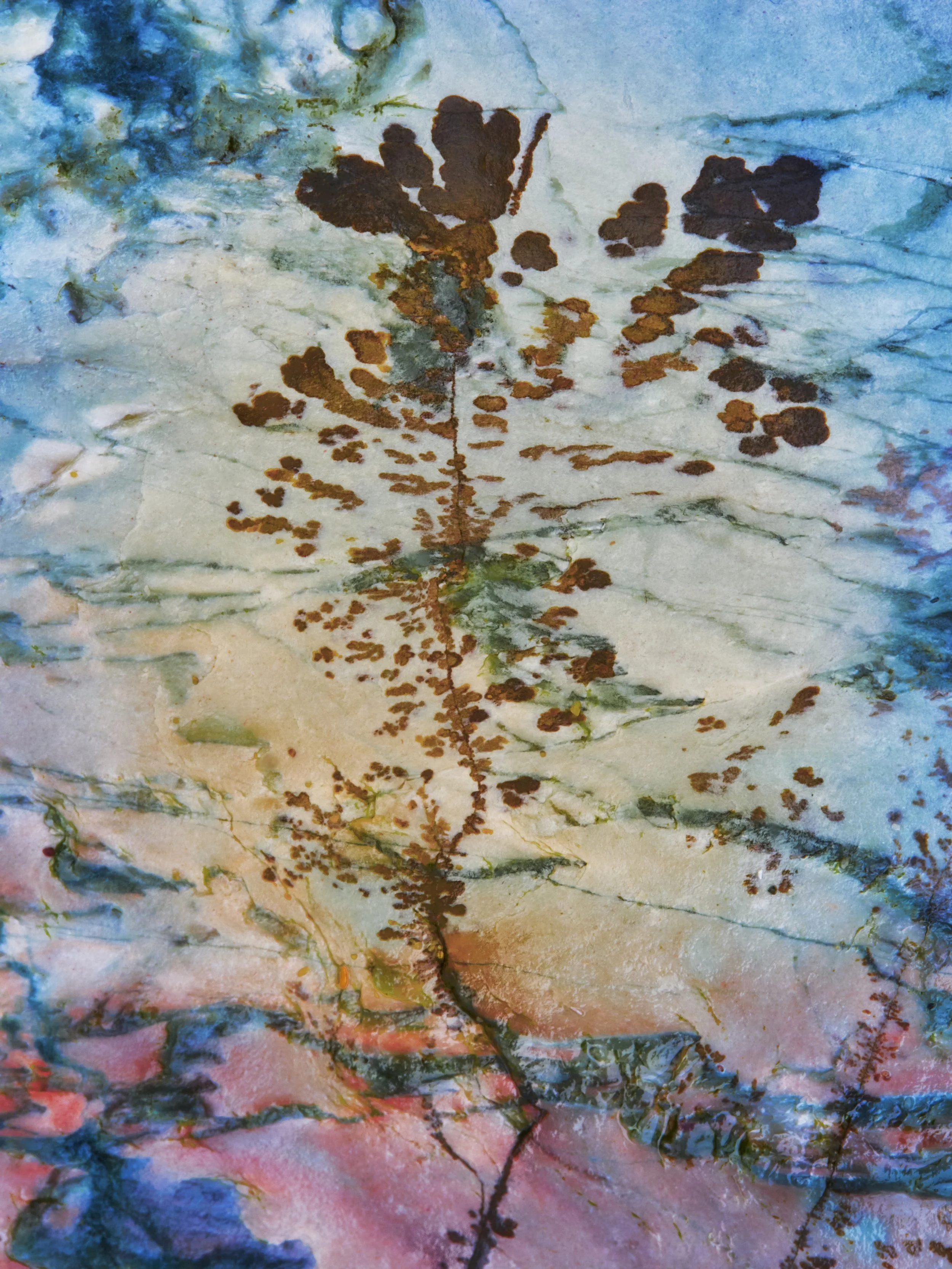 Close-up Photo Algae on Rock