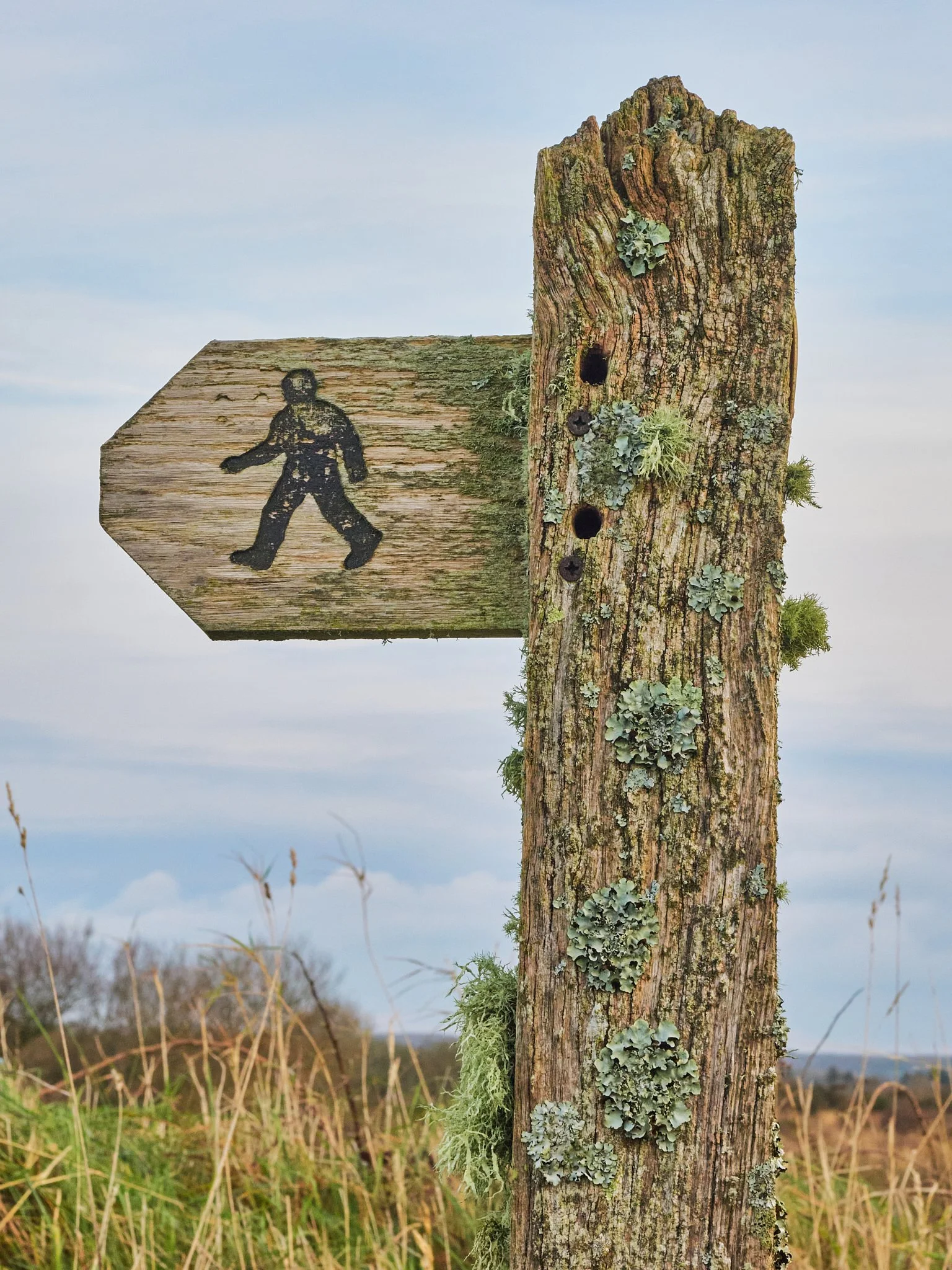 Lichen-covered Signpost