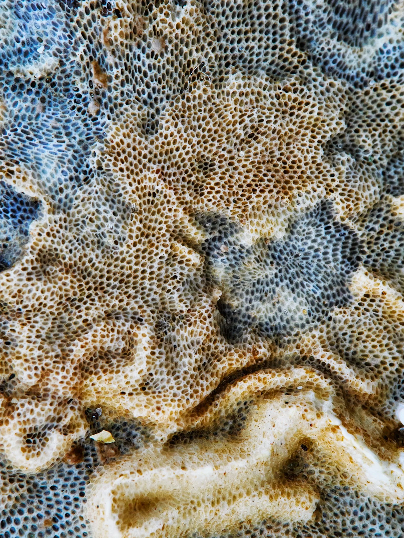 Bryozoa and Tubeworms