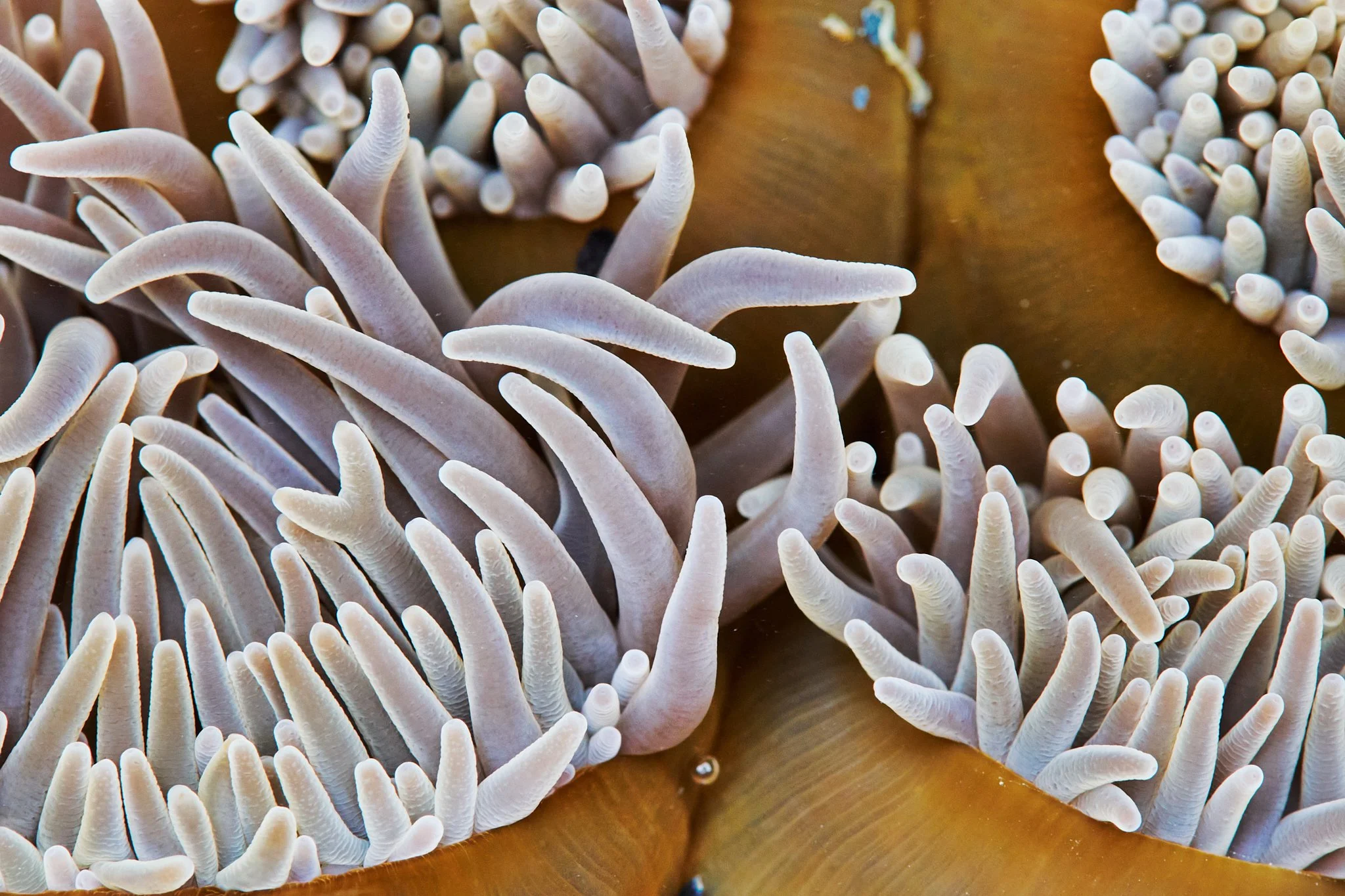 Close-up photo Snakelocks Sea Anemone