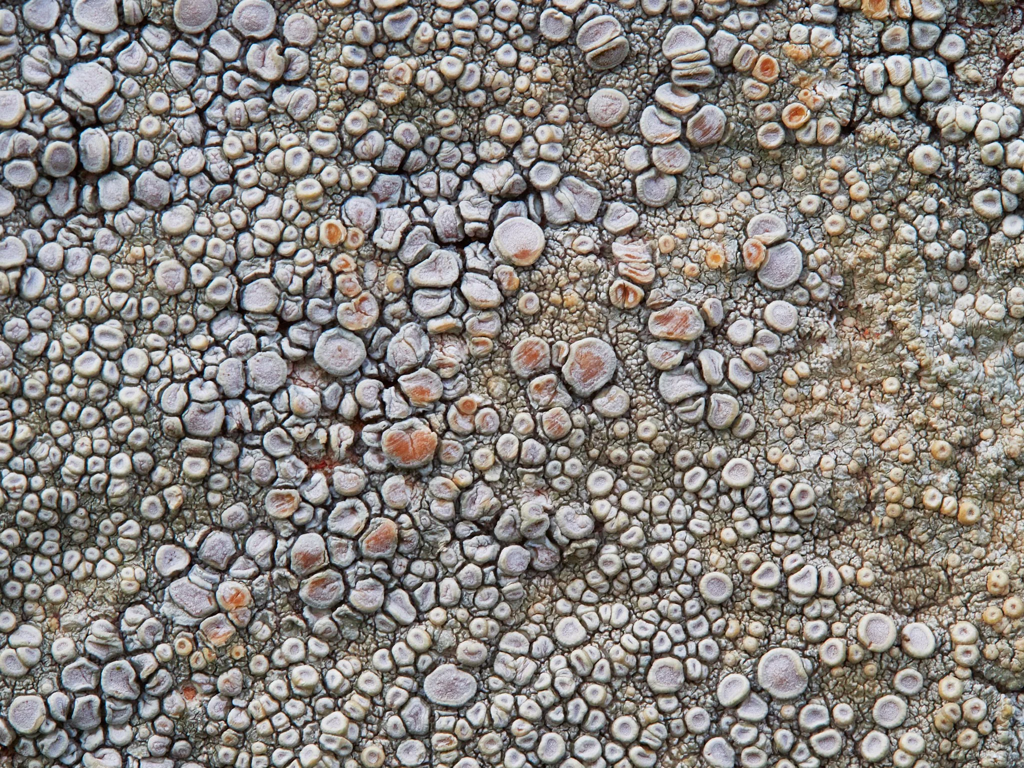 Photo Lichen on Rock