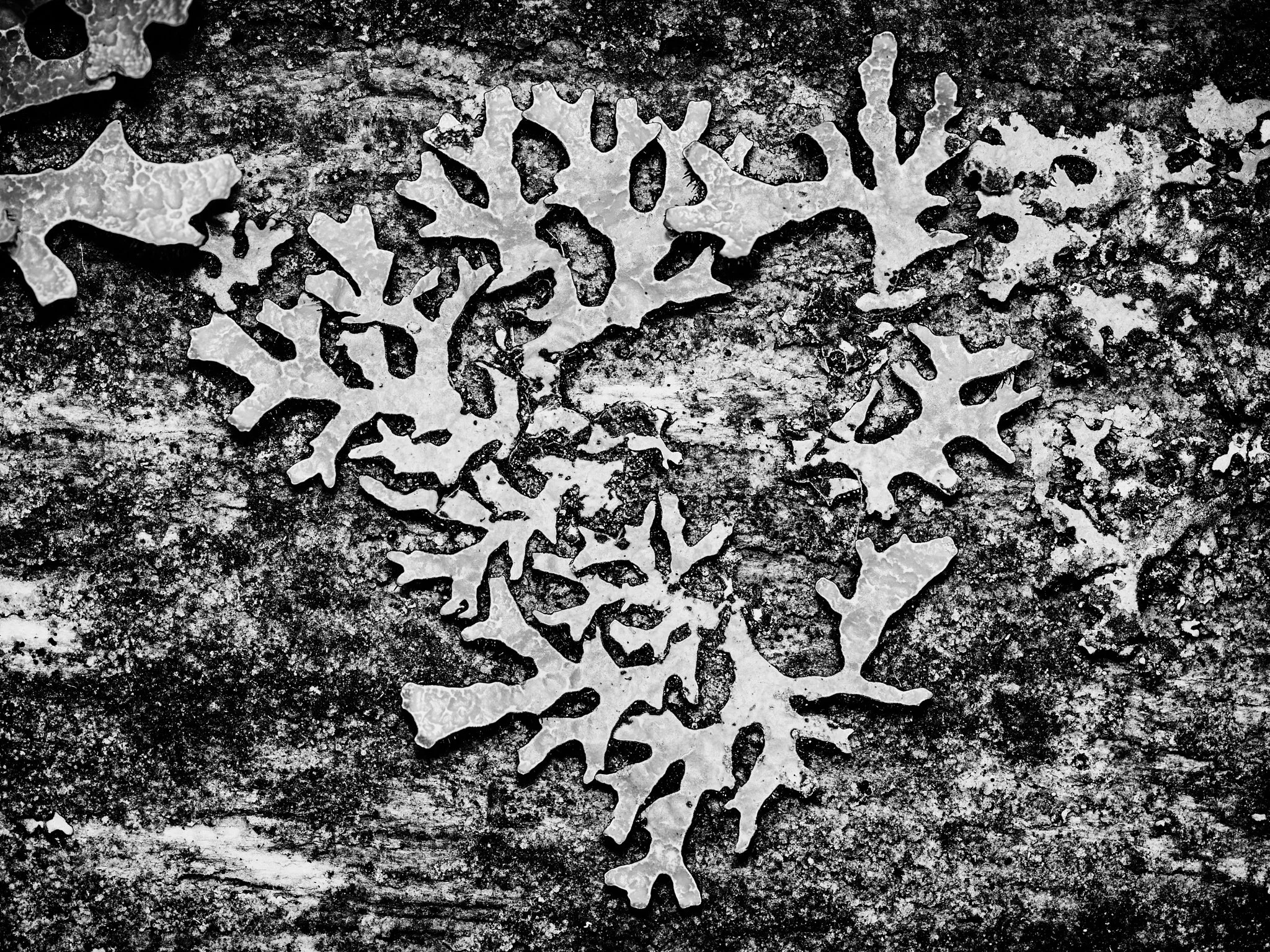 Lichen on wood, black and white photo