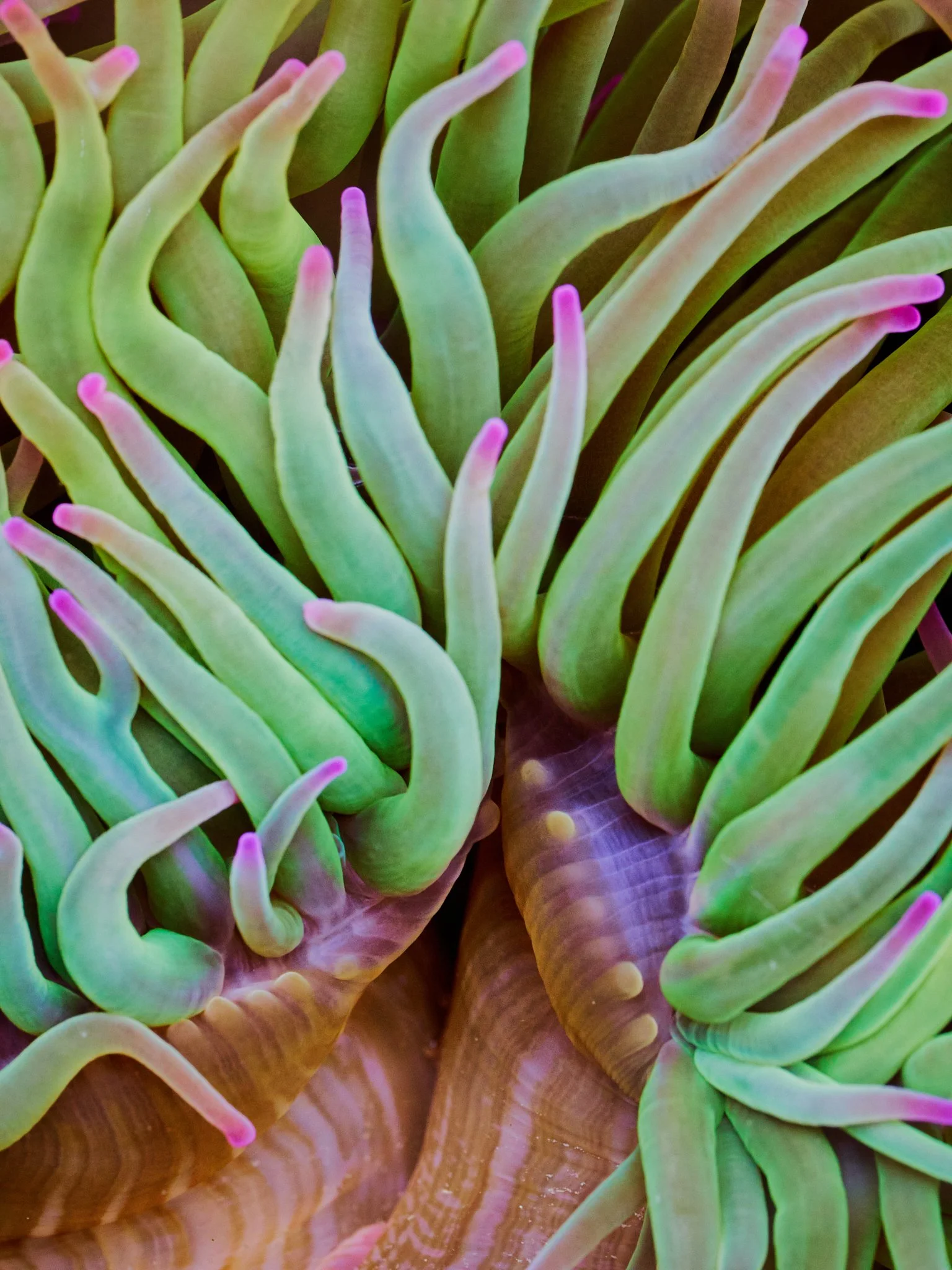 Close-up photo Snakelocks Sea Anemones