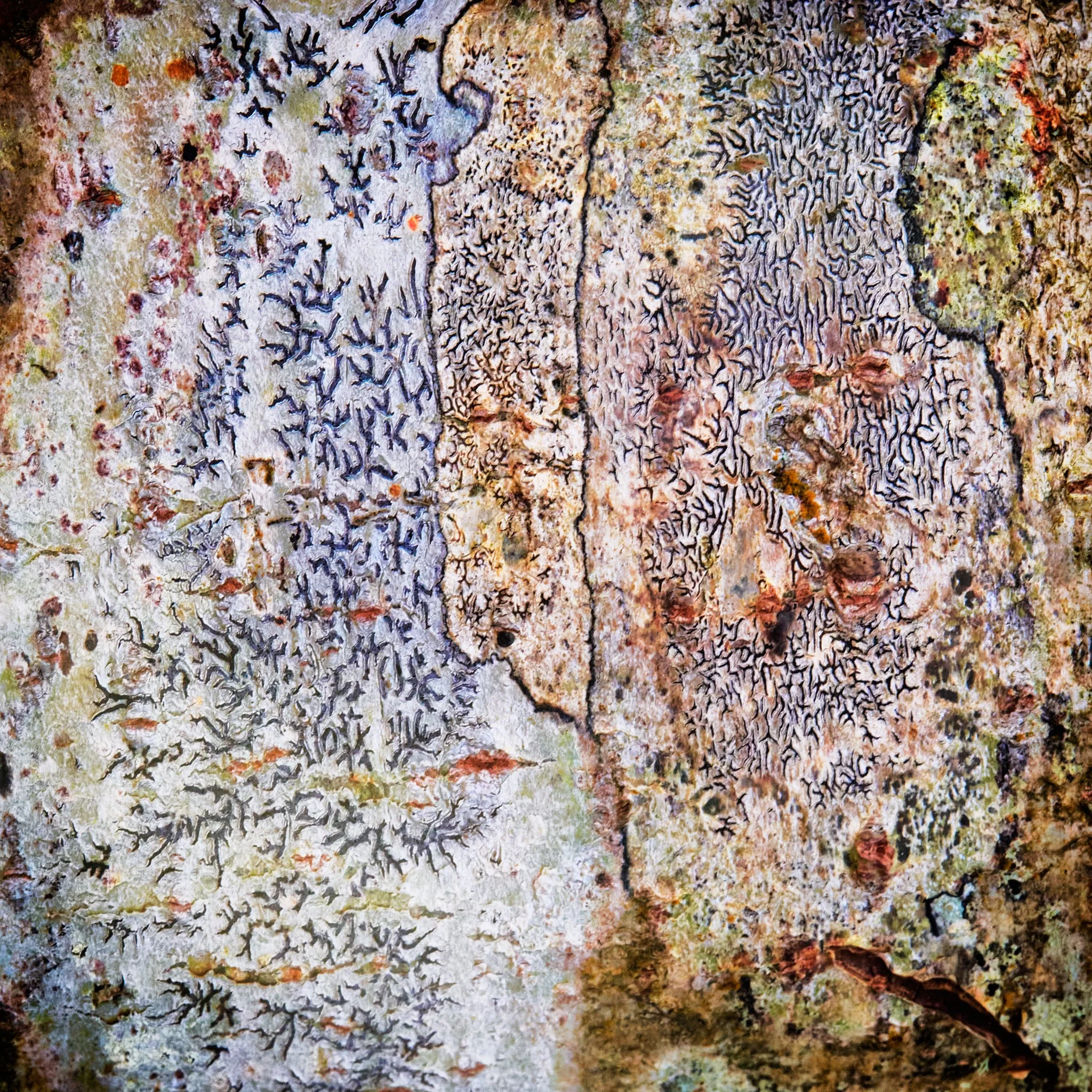 close-up photo lichen on wood