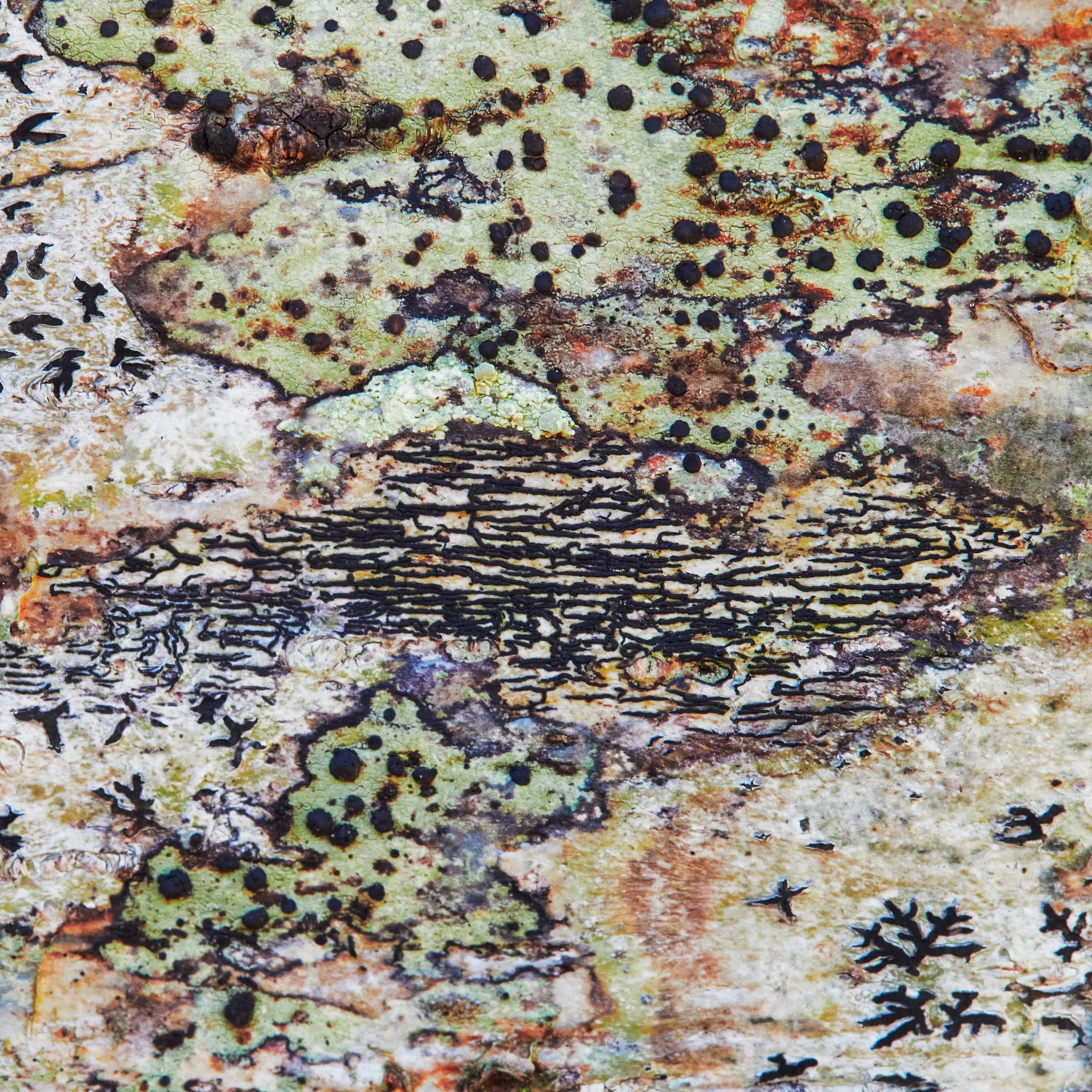 Lichen on wood