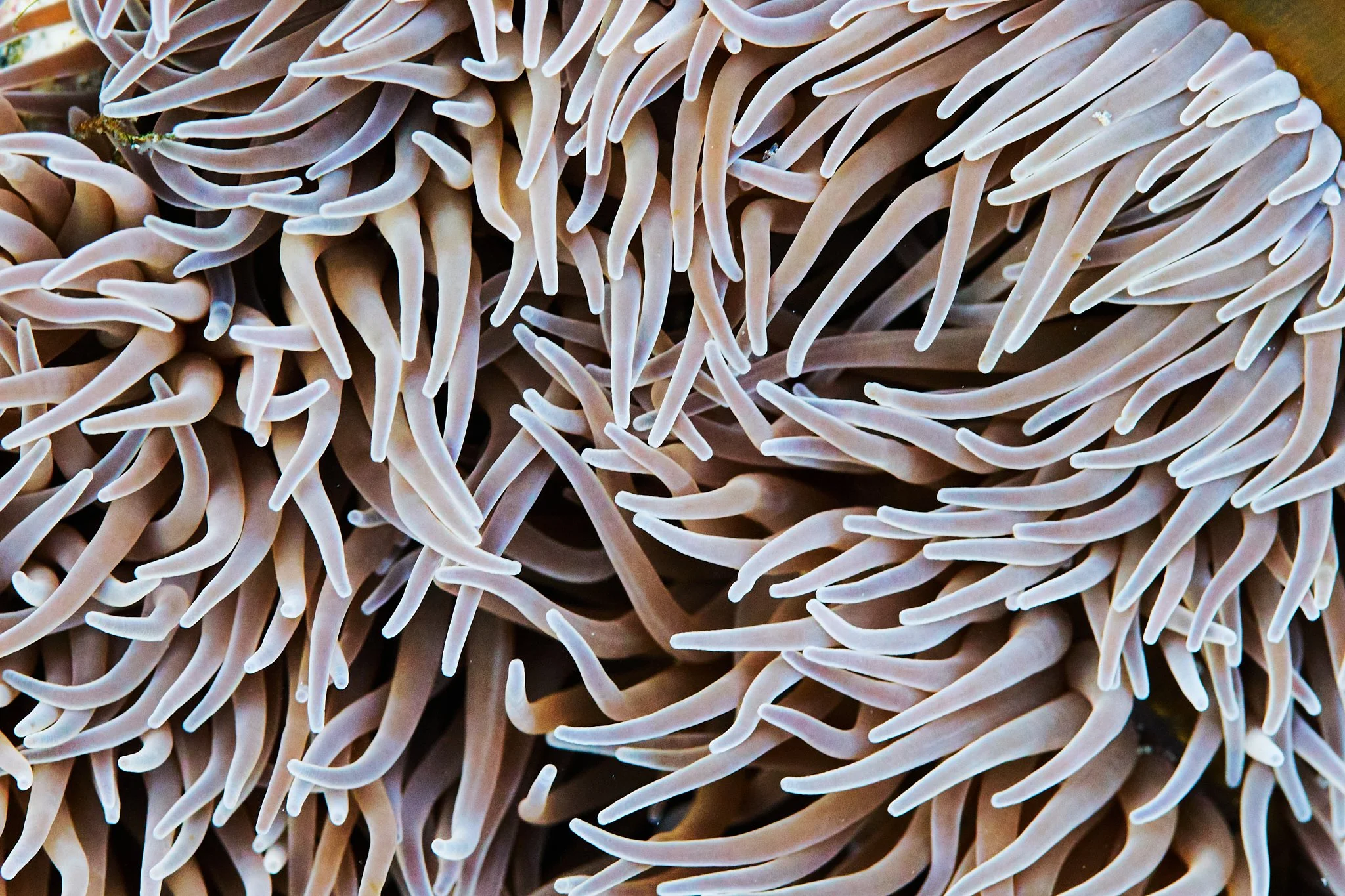 Close-up photo Snakelocks Sea Anemone