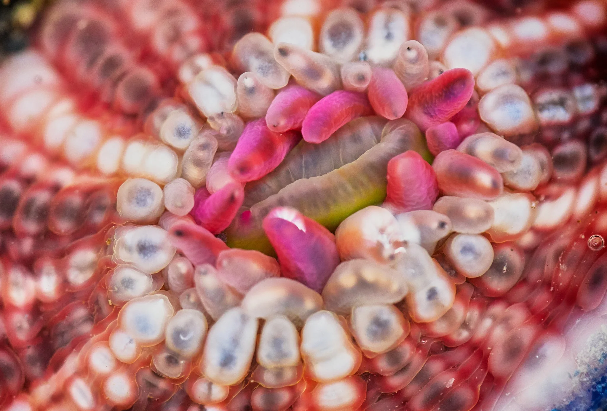 Close-up photo Gem Anemone