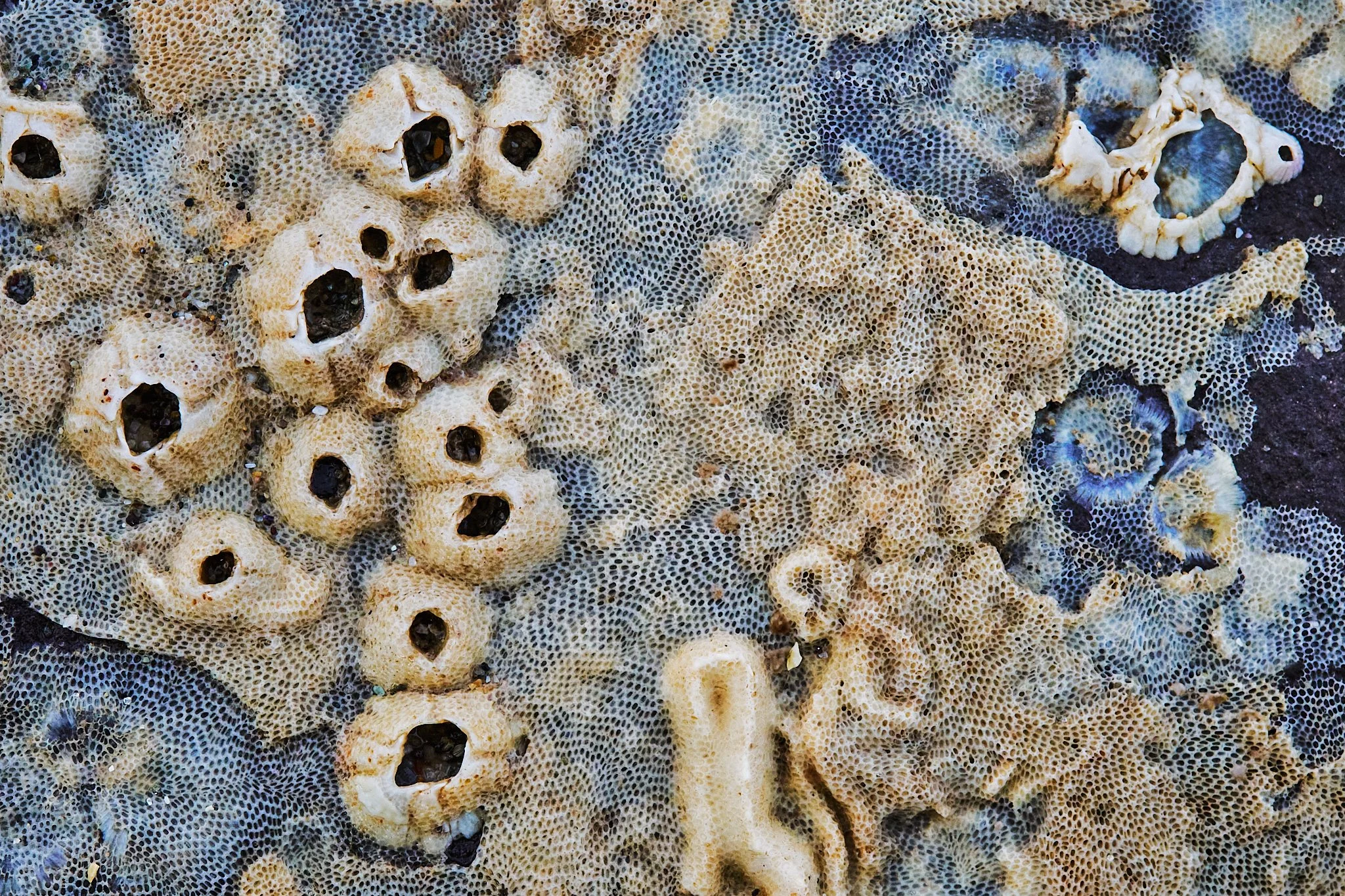 Barnacles Bryozoa and Tubeworms
