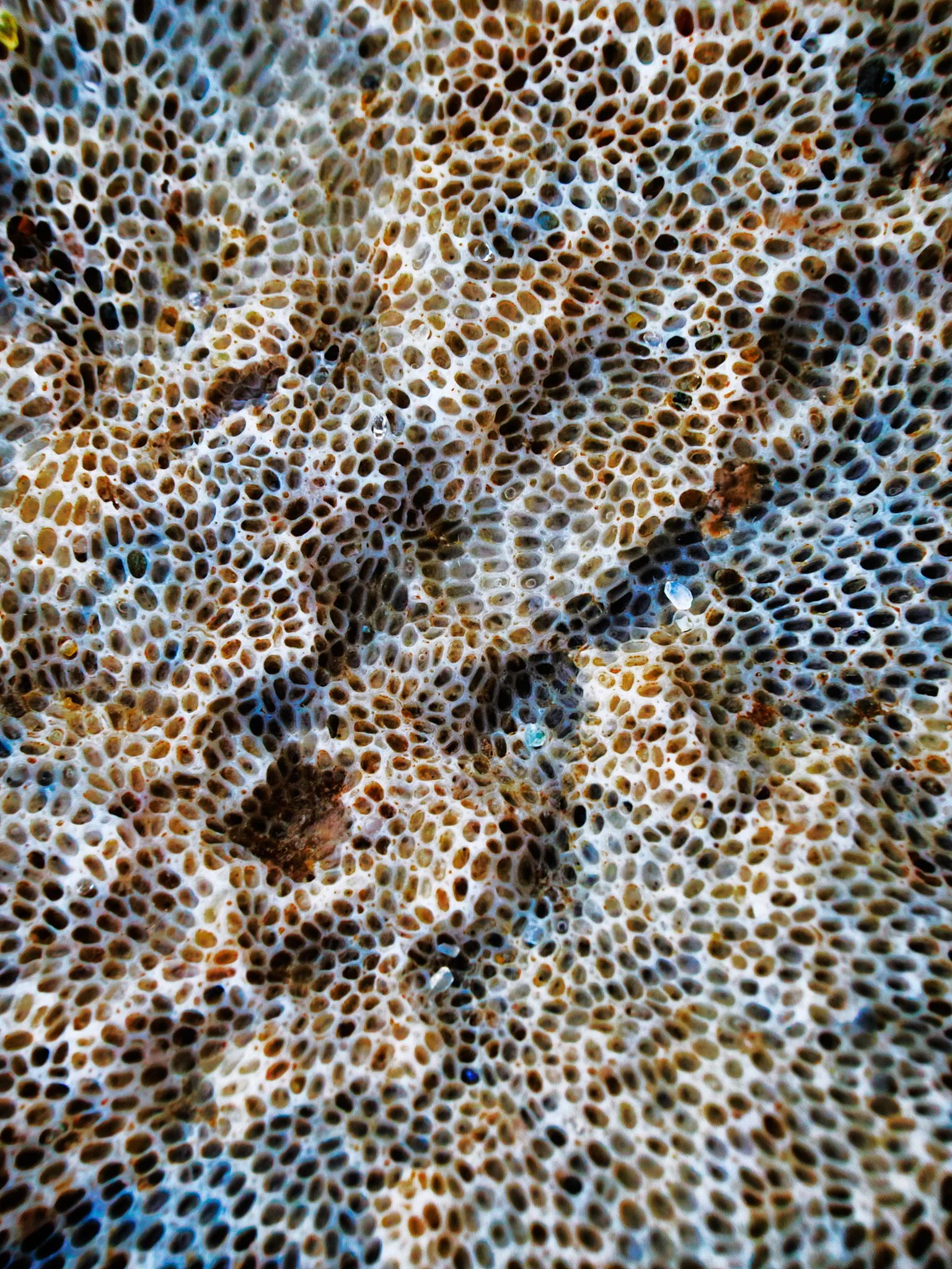 Bryozoa