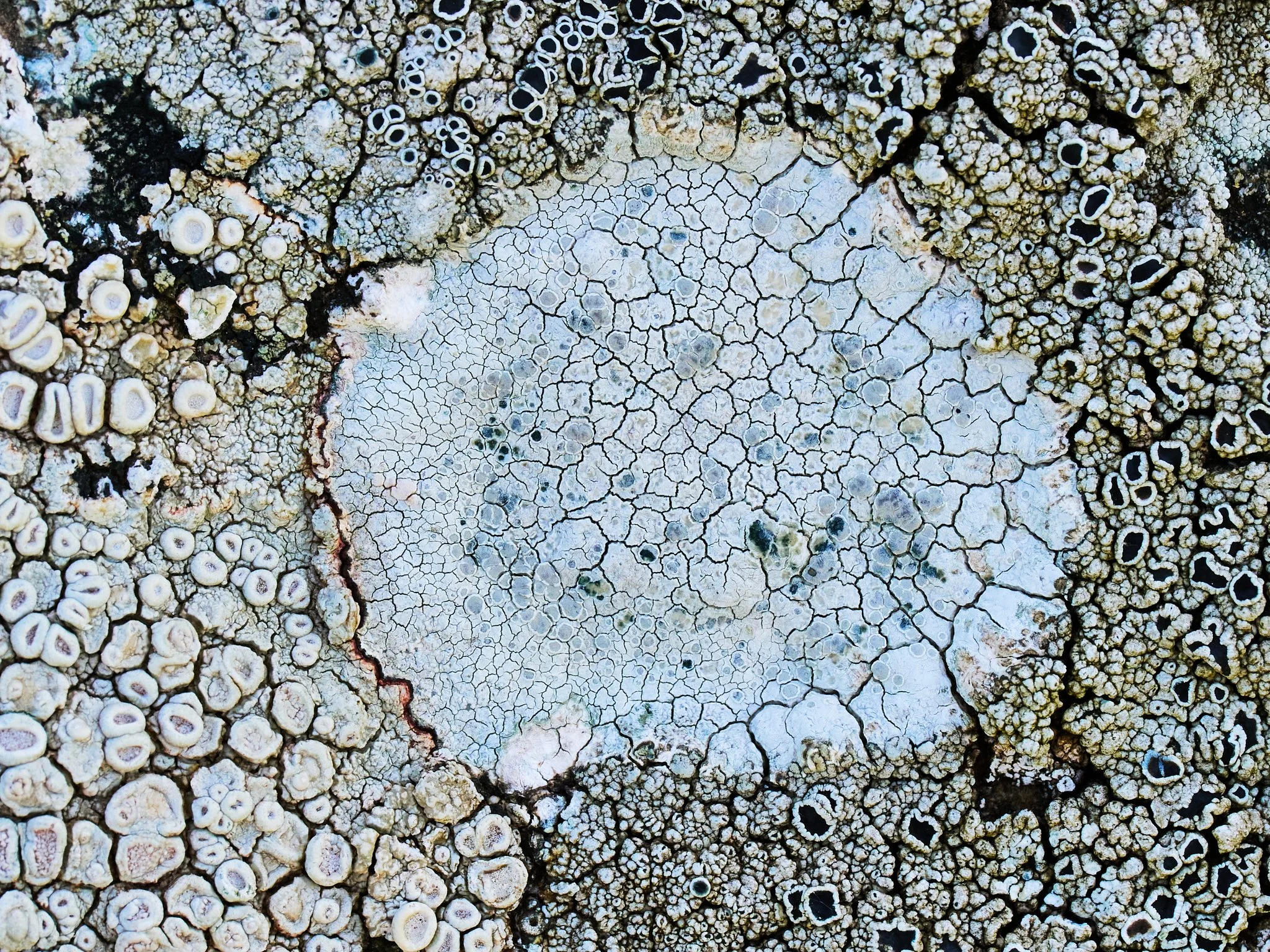 Photo Lichens on Rock