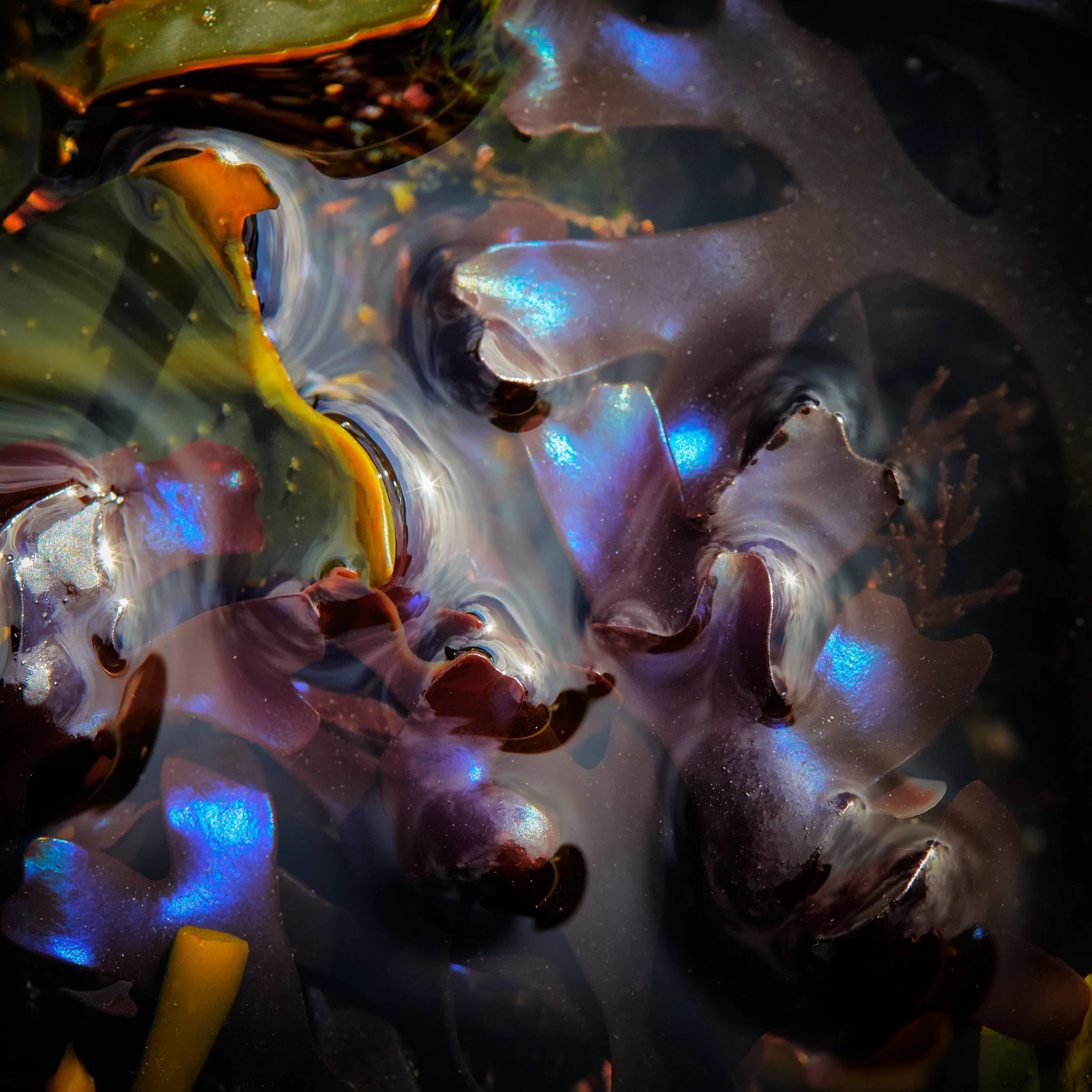 Close-up Photo Iridescent Seaweed
