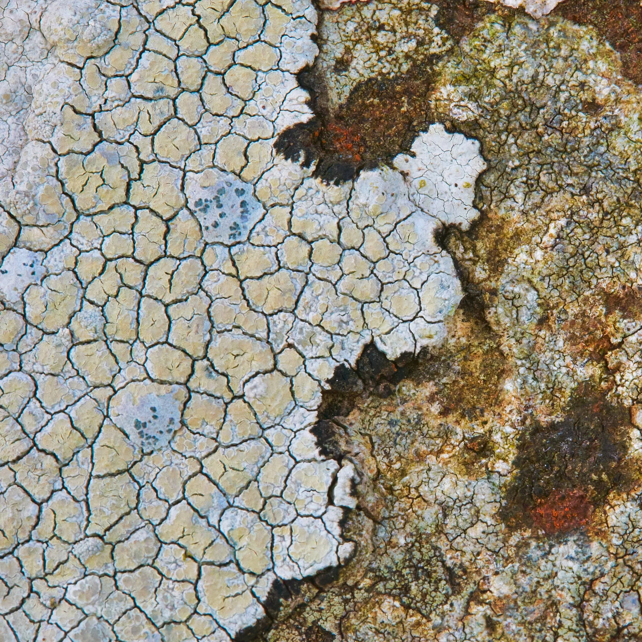Photo Lichen on Rock
