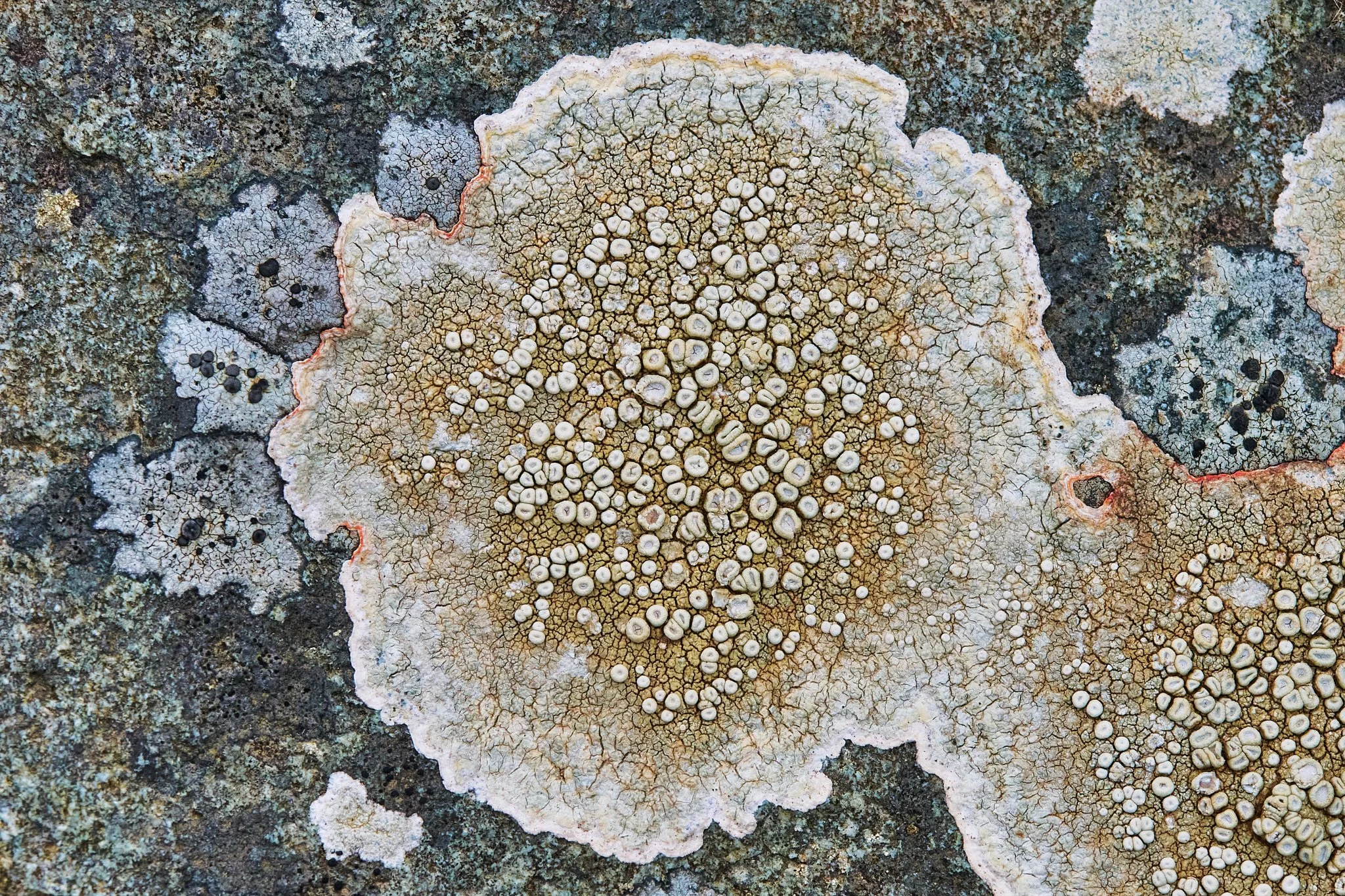 Photo Lichens on Rock