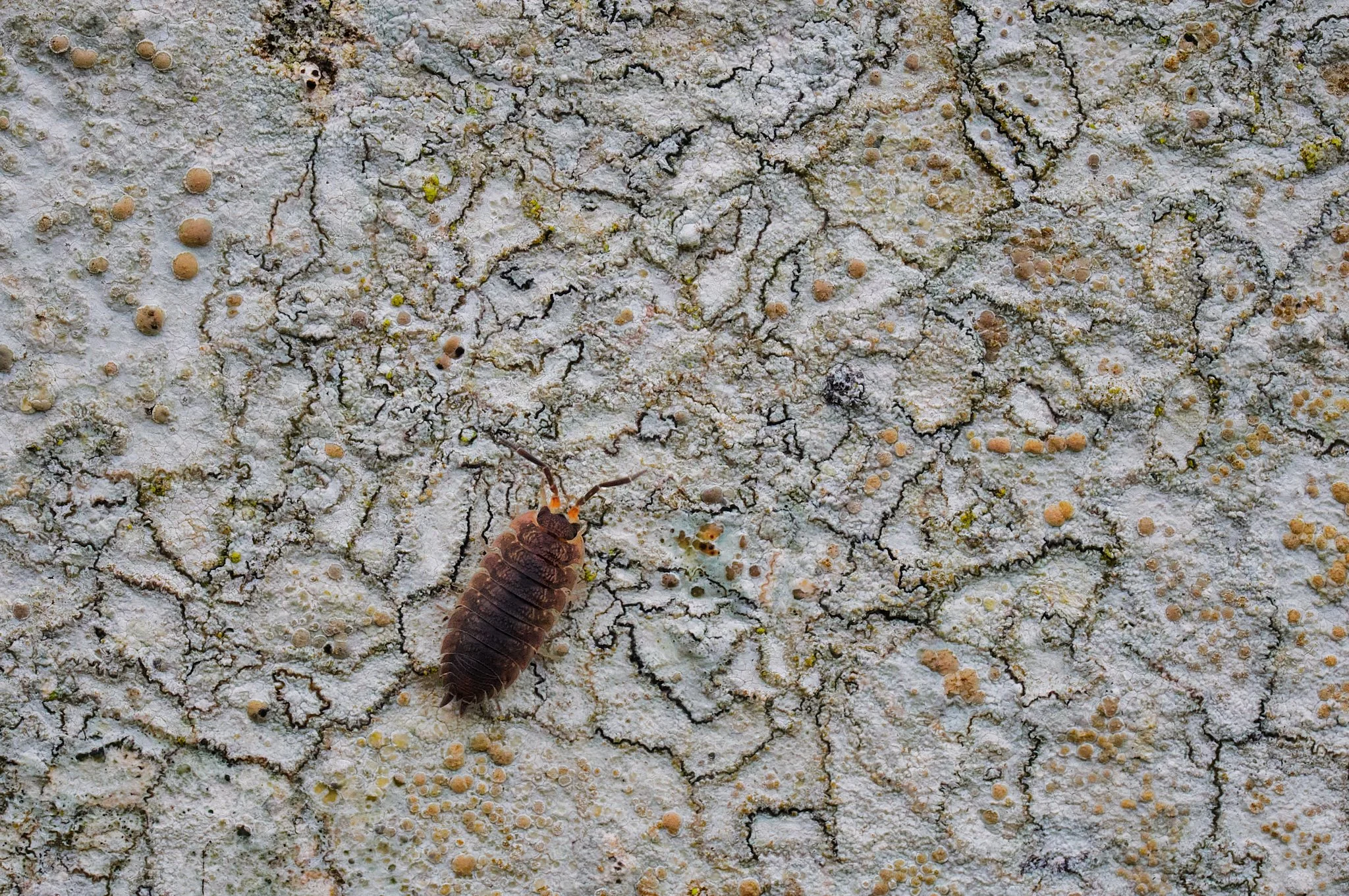 Woodlouse on Lichen