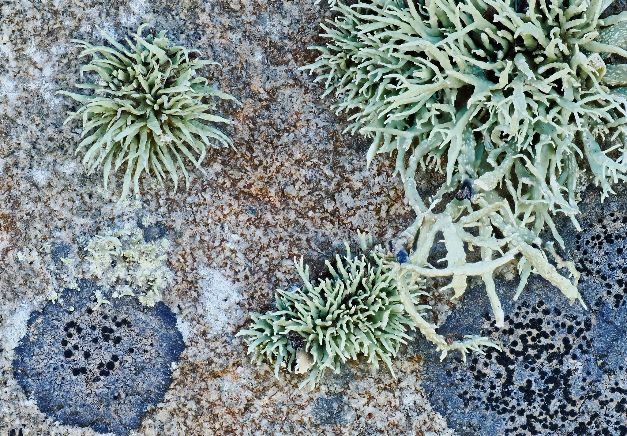 Photo Lichens on Rock