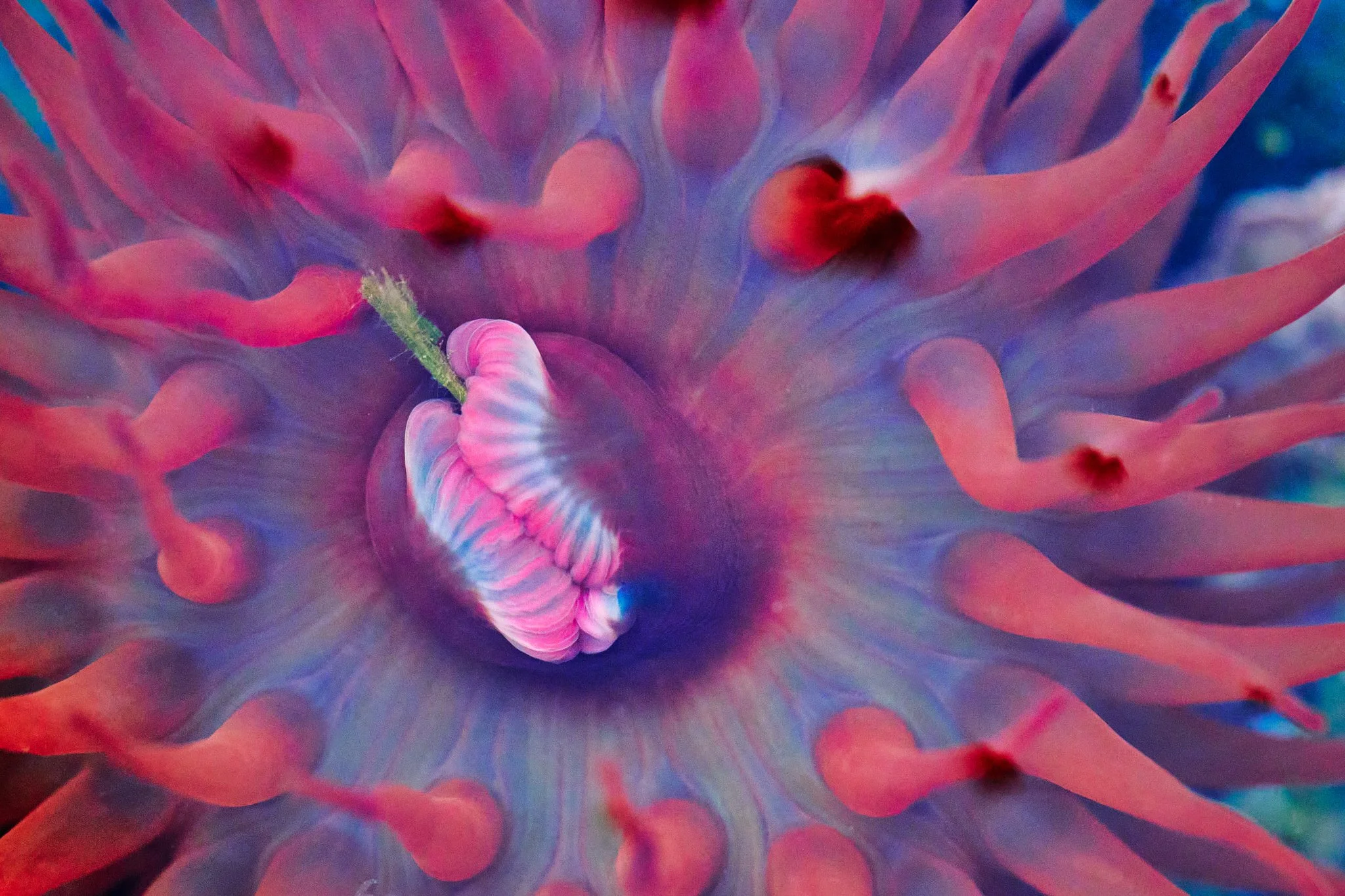 Close-up photo Beadlet Anemone
