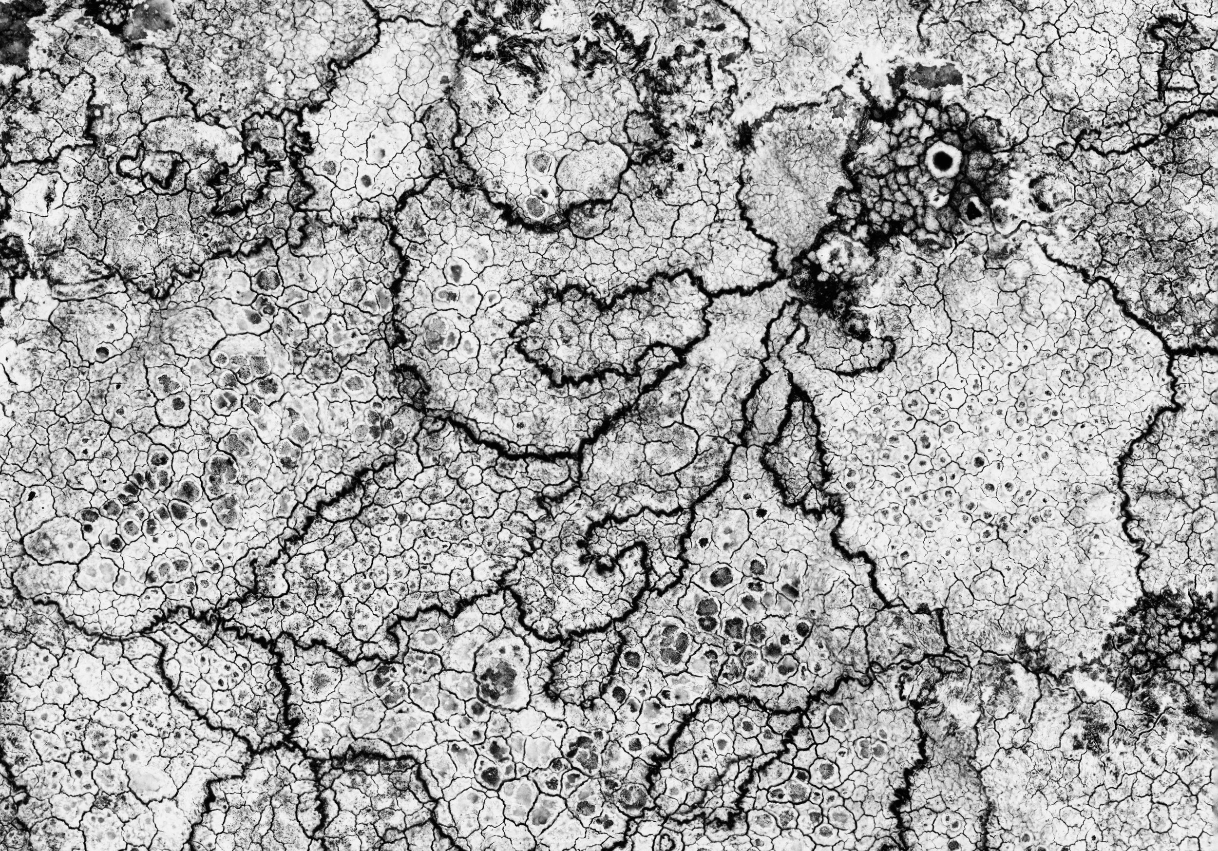 close-up black and white photo map lichen on rock
