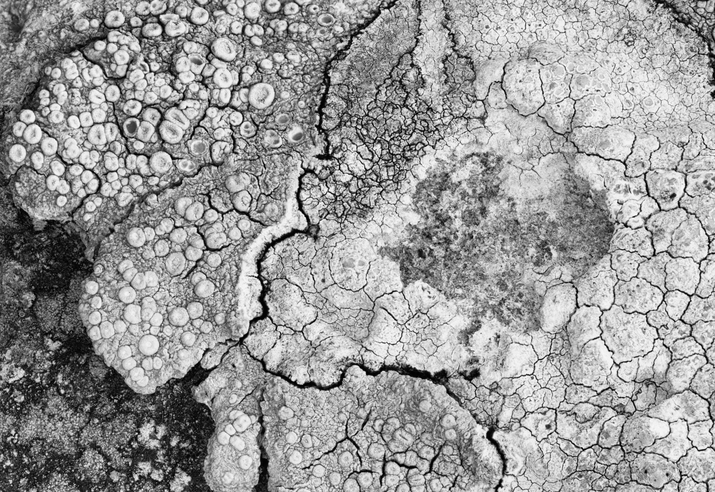 Close-up Black and white Photo Lichen
