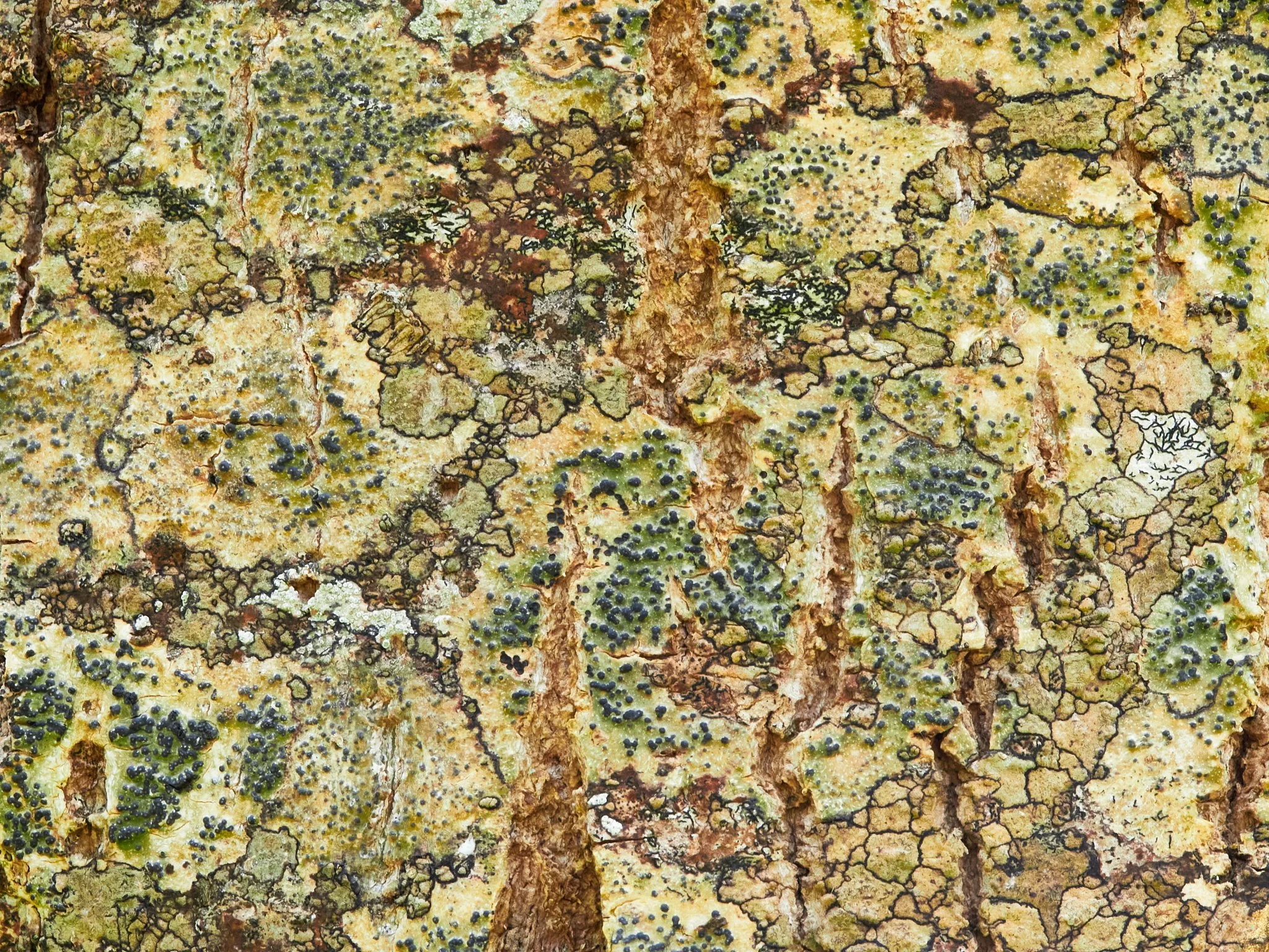 Lichen on wood