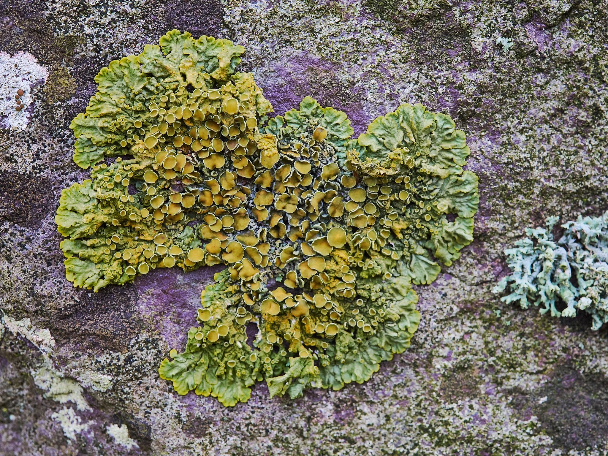 Lichen 2048 long edge 30.jpg
